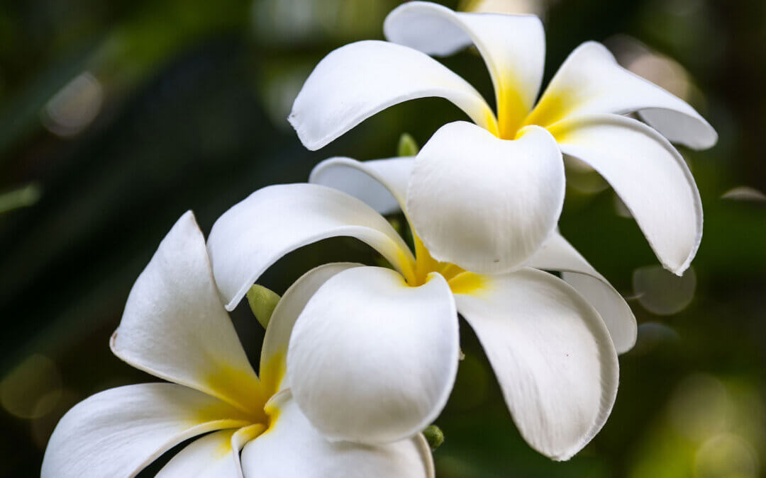 Island Elegance: Hawaiian White Plumeria Flower
