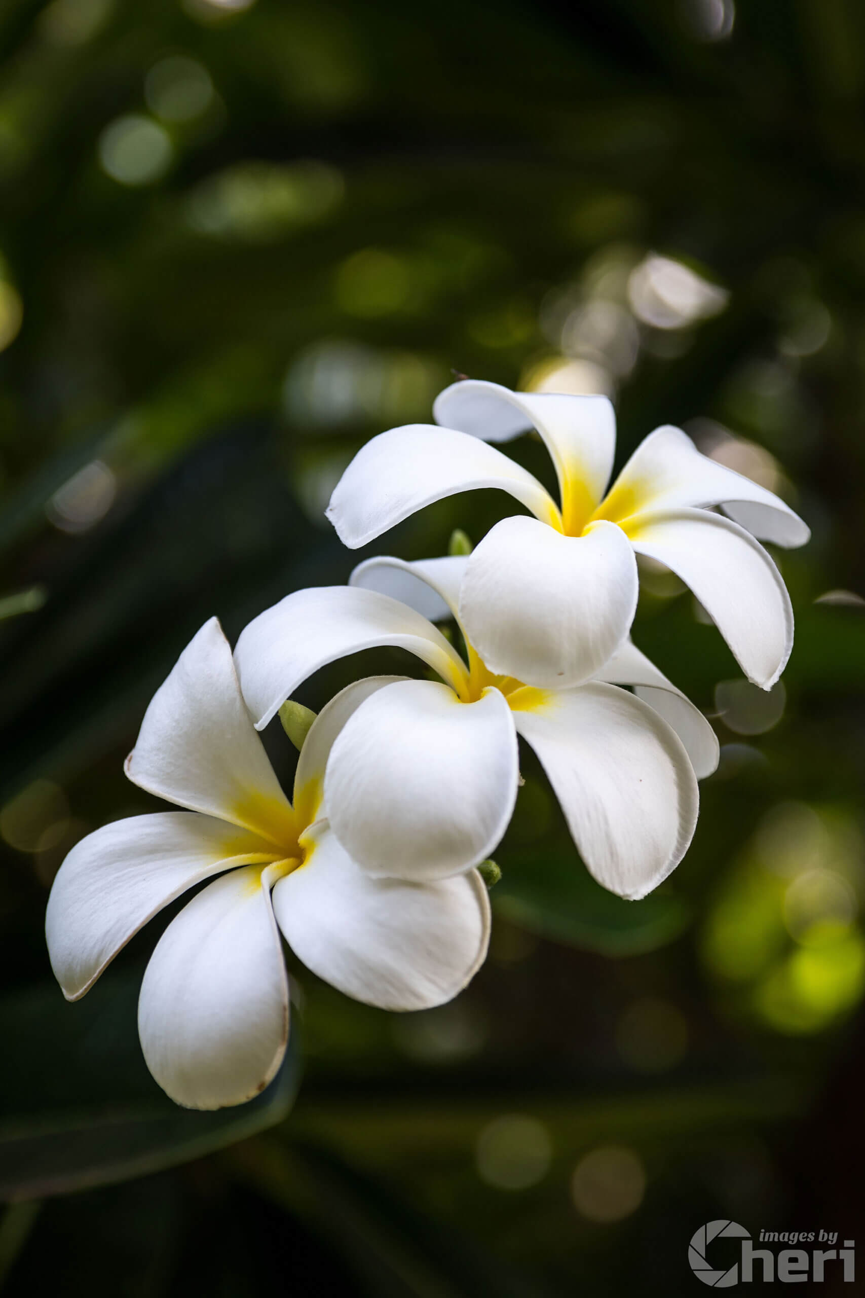 Island Elegance: Hawaiian White Plumeria Flower