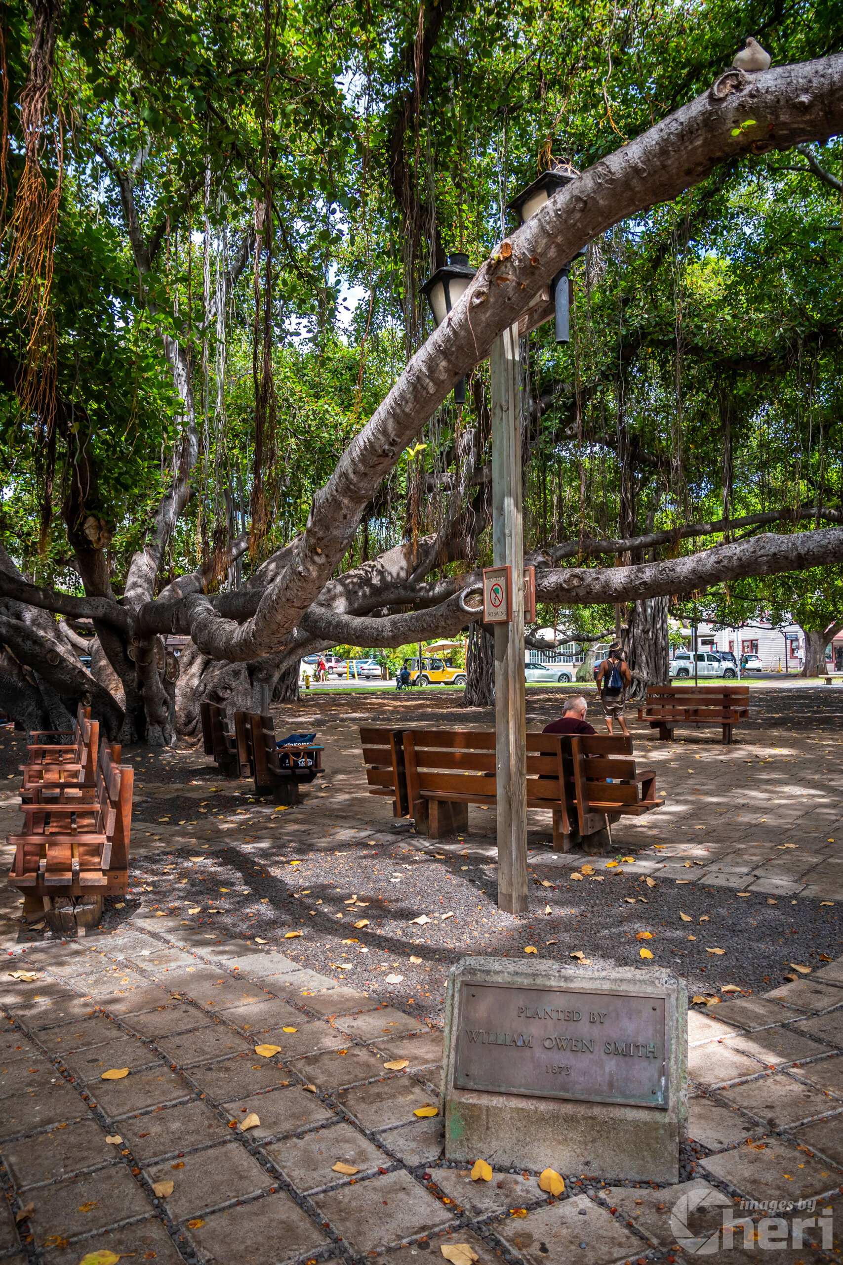 Nature’s Canopy: Banyan Tree
