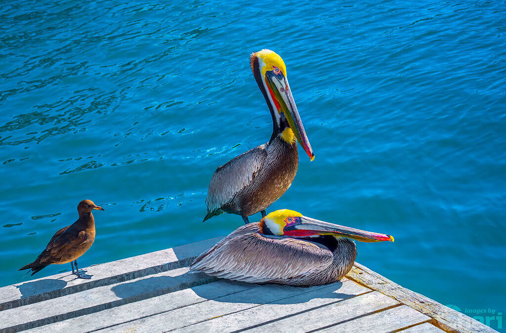Ocean’s Acrobats : Brown Pelican
