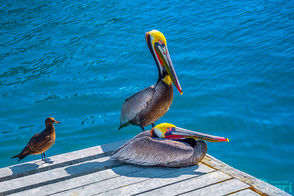 Ocean’s Acrobats : Brown Pelican