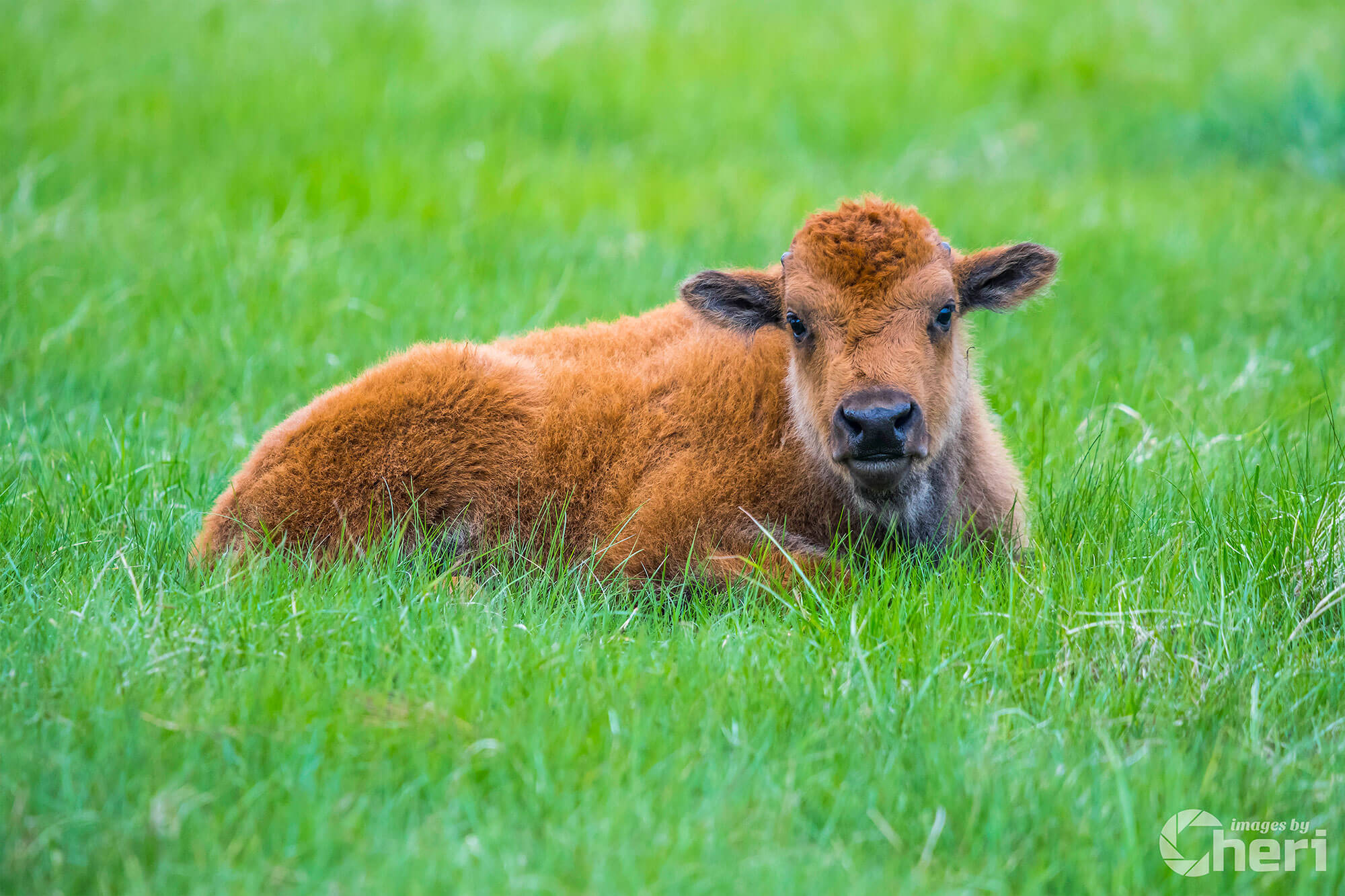 Resting Red Dog: Baby Bison