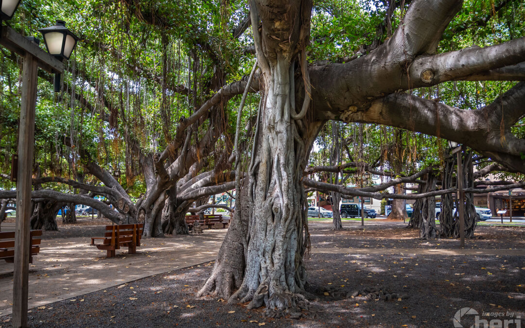 Roots of Lahaina: Banyan Tree