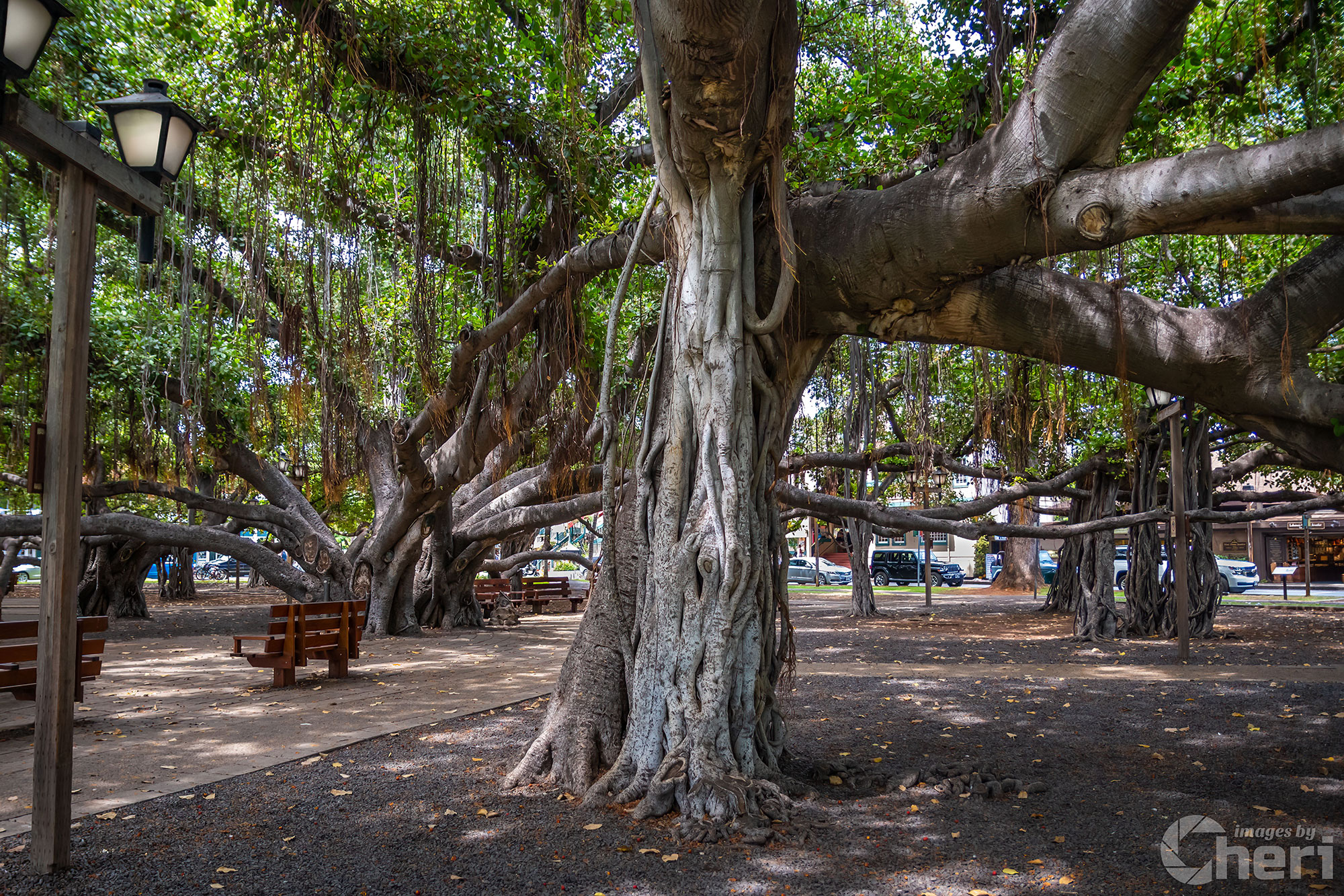 Roots of Lahaina: Banyan Tree