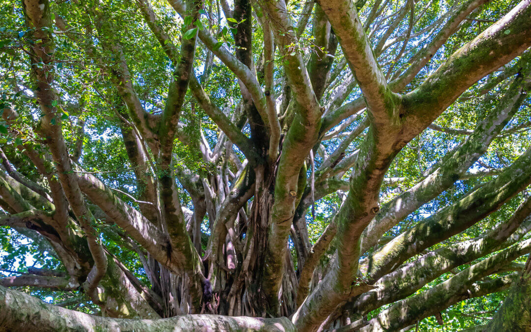 Roots of Time: Banyan Tree in Haleakala National Park