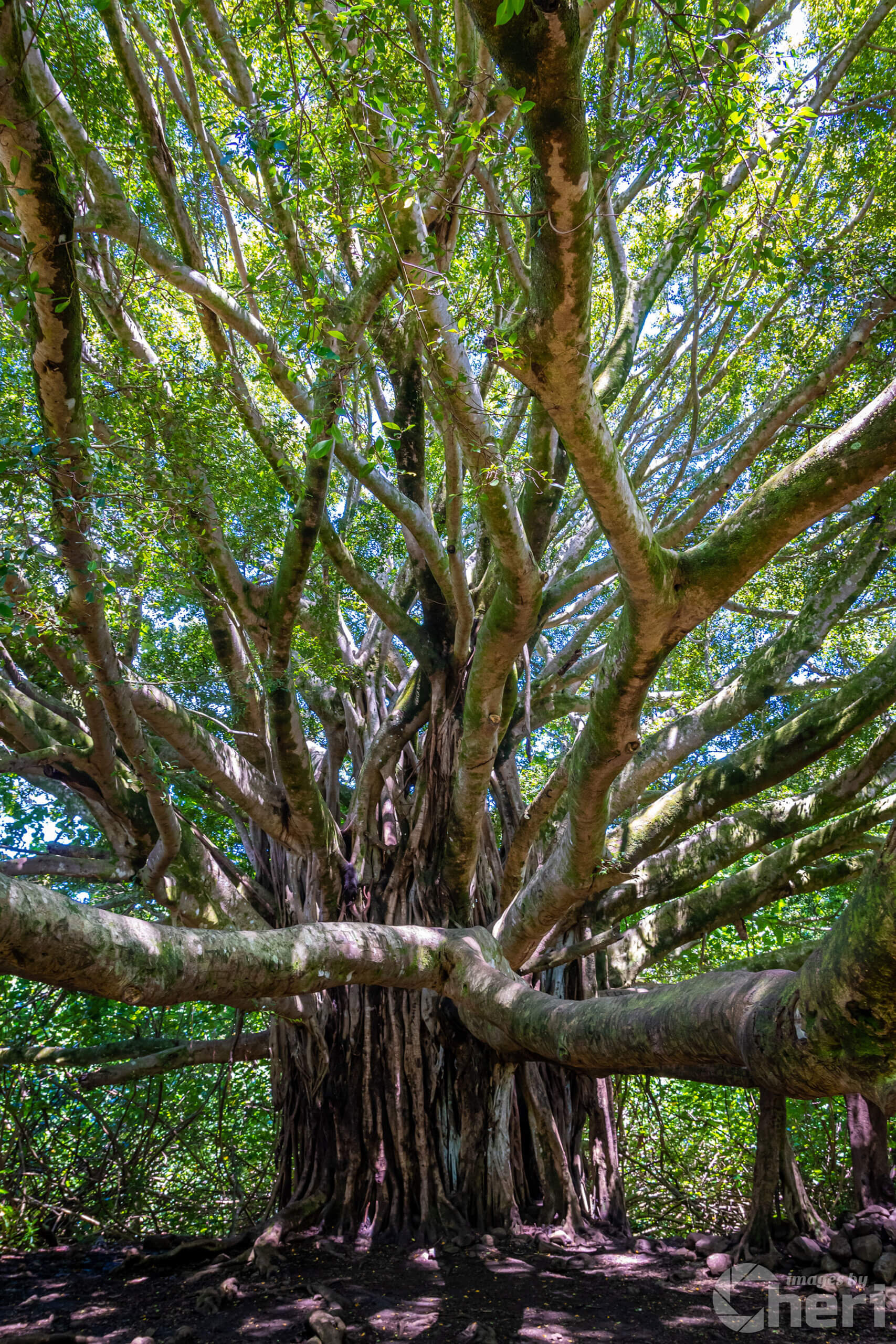 Roots of Time: Banyan Tree in Haleakala National Park