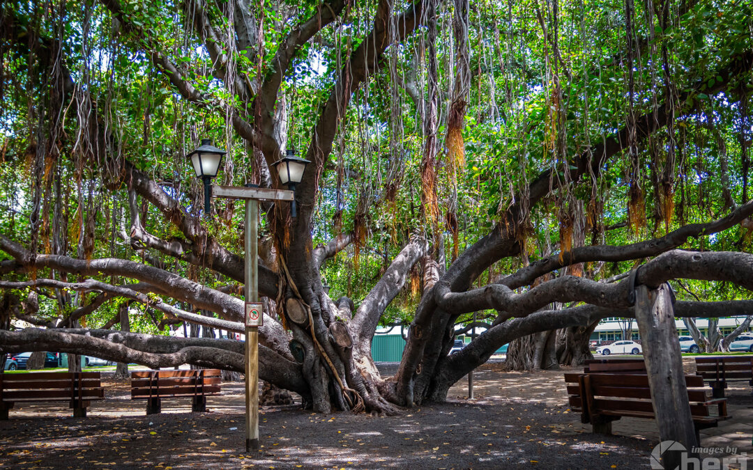 Shade of Serenity: Laihana Hawaii Banyan Tree