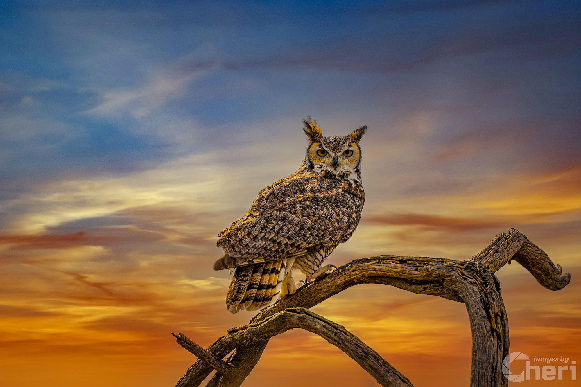 Silent Vigil: Great Horned Owl On a Branch