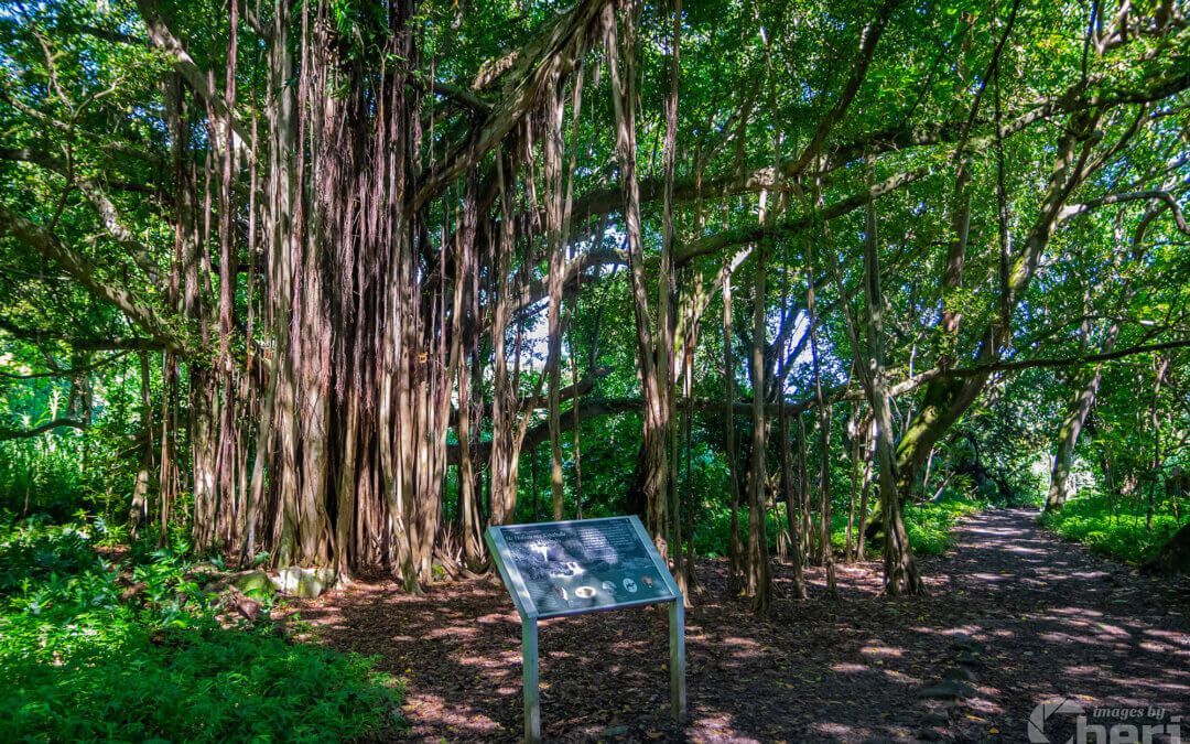 Soulful Shadows: Banyan Tree in Haleakala National Park