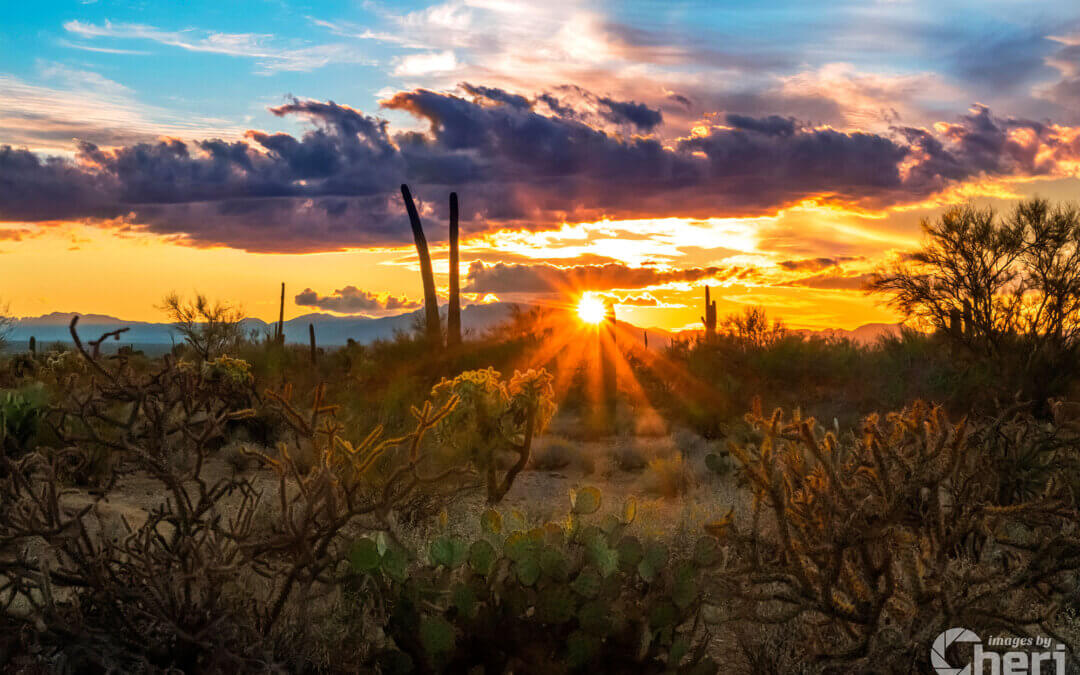 Sun-Kissed Beauty: Sonoran Desert Sunset