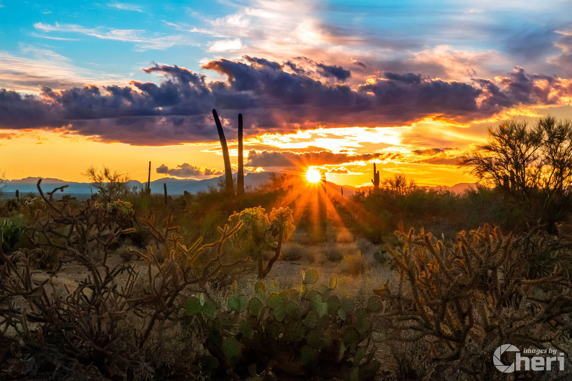 Sun-Kissed Beauty: Sonoran Desert Sunset