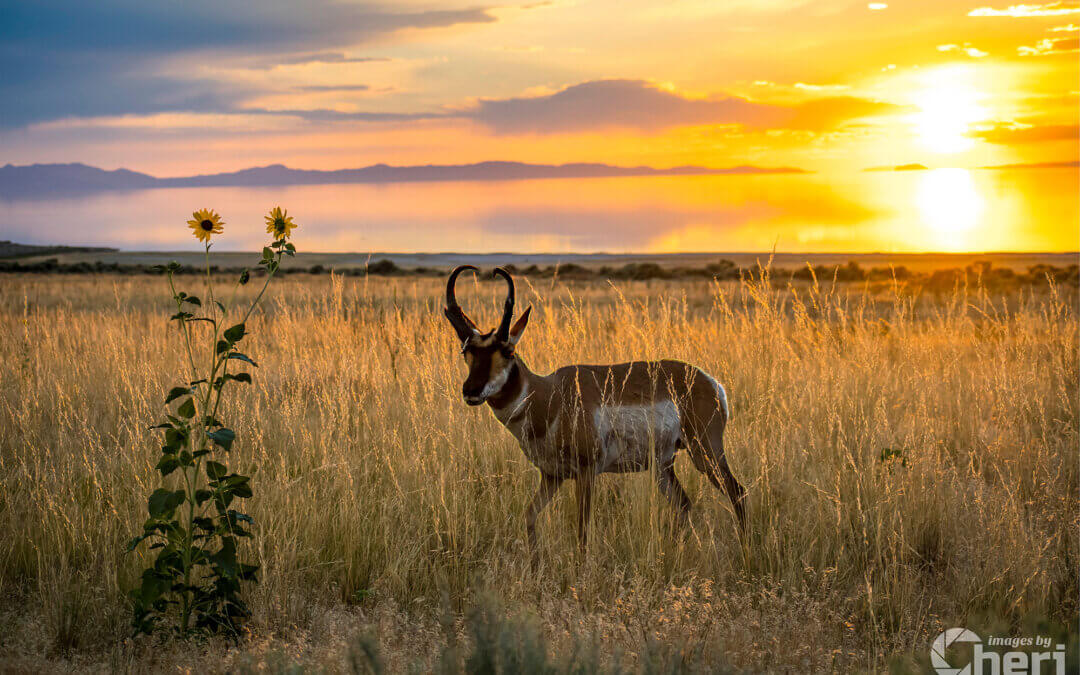 Sunset Haven: Antelope Island Pronghorn Sunset