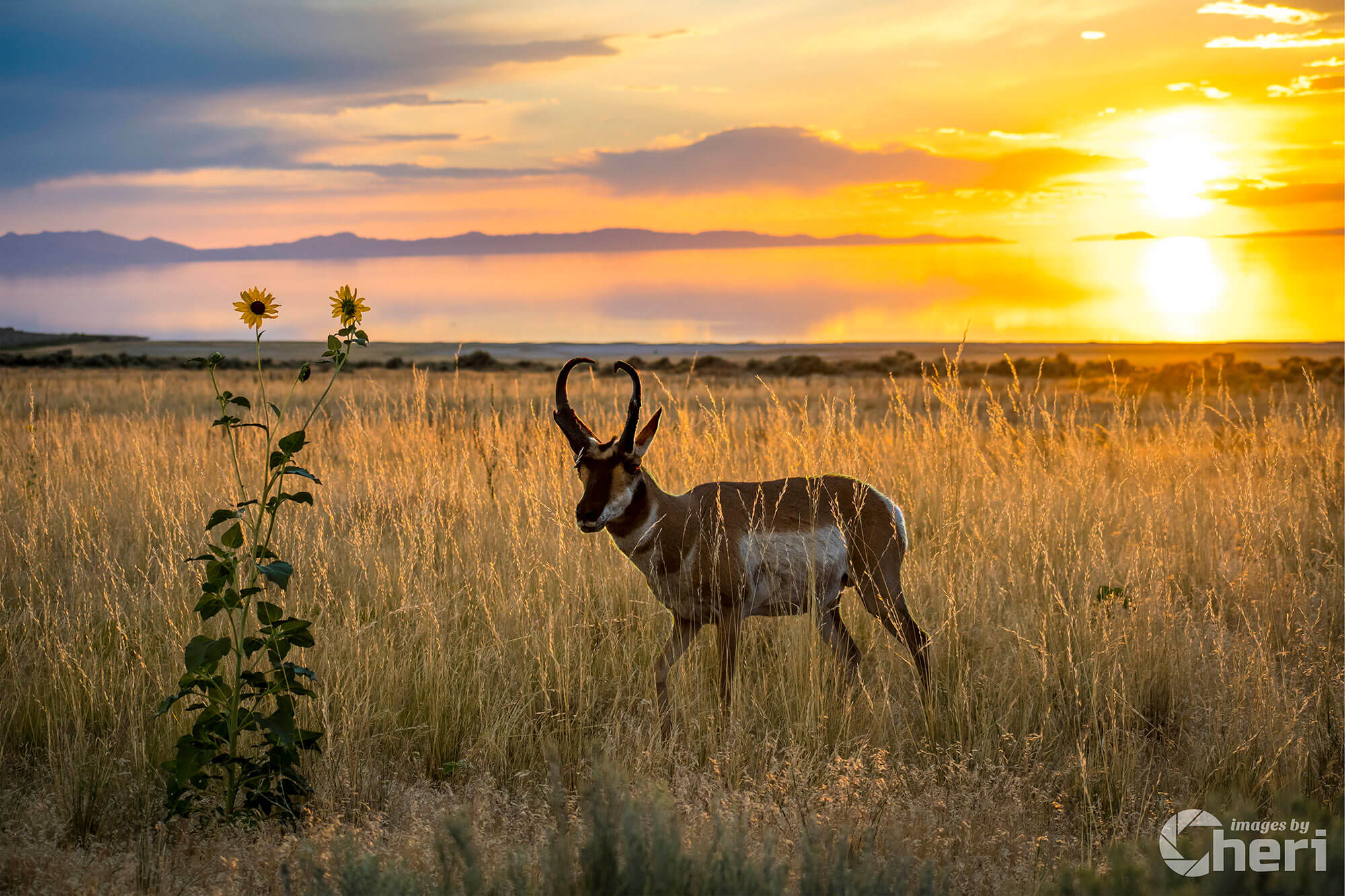 Sunset Haven: Antelope Island Pronghorn Sunset