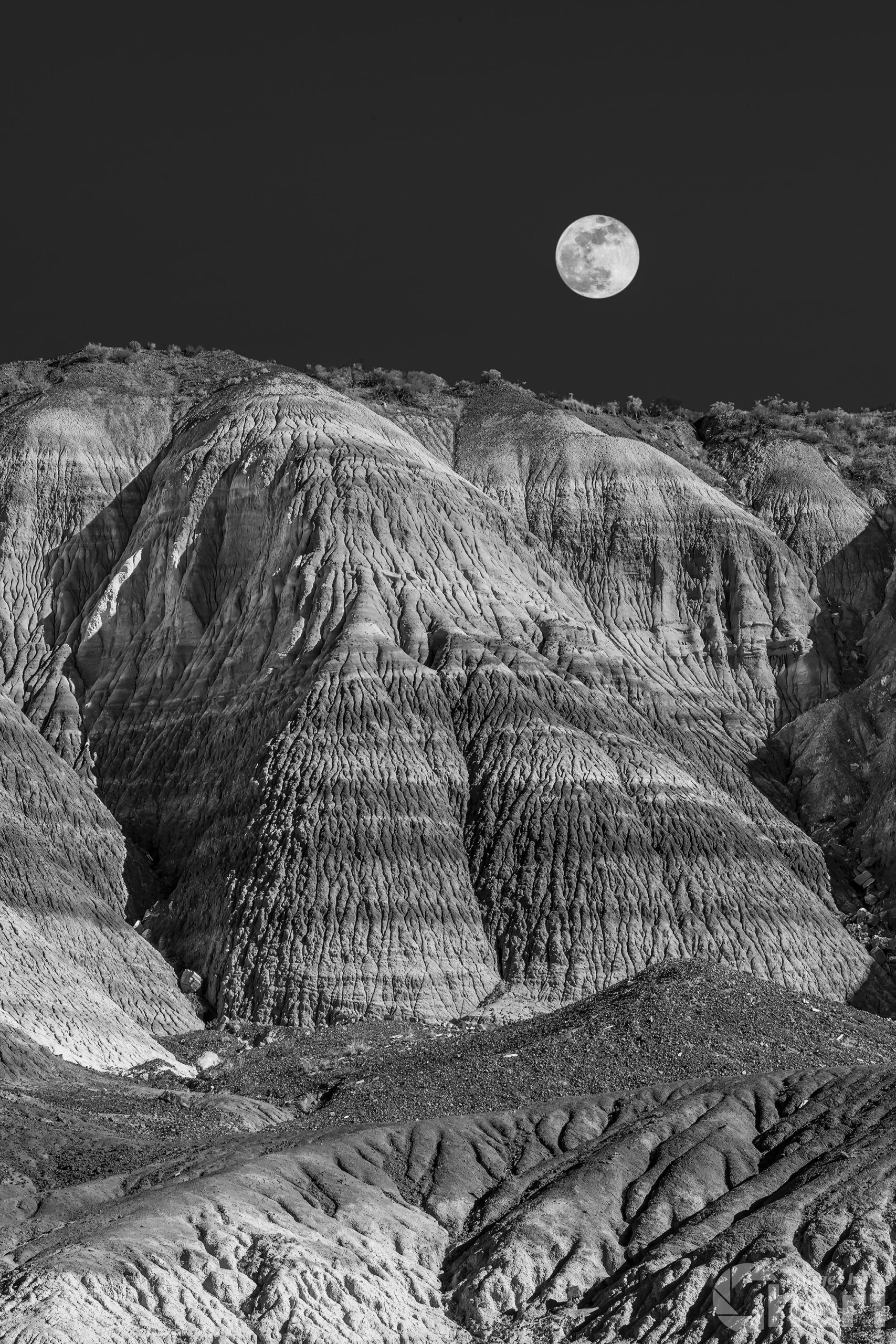 Timeless Natural Beauty: Petrified Forest Timeless Natural Beauty: Petrified Forest