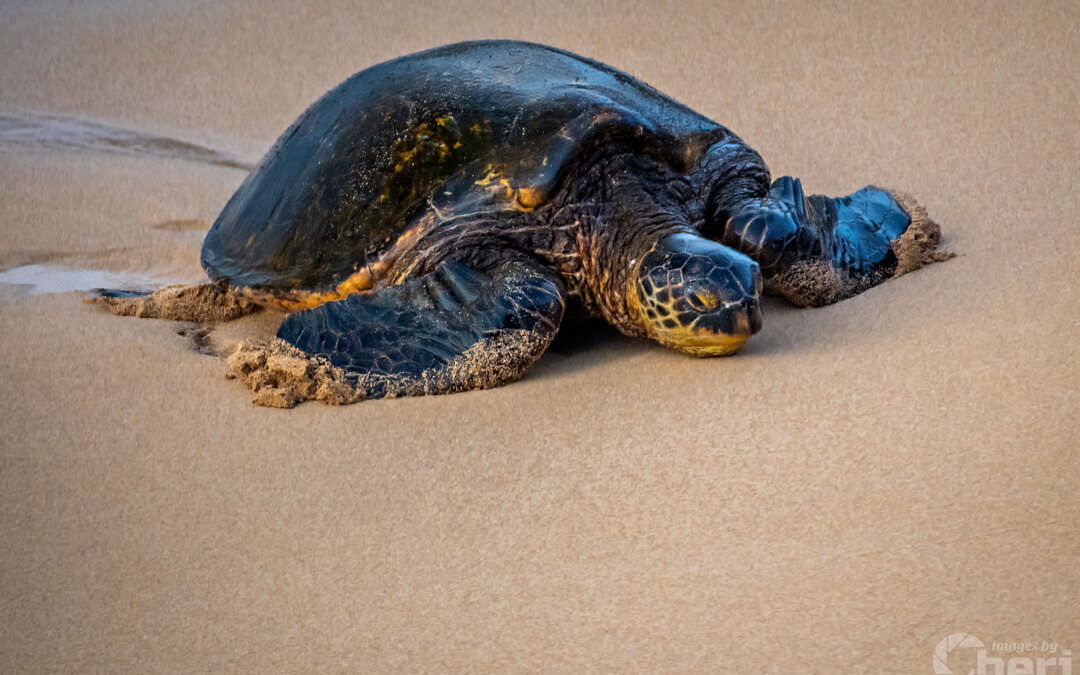 Turtle Serenity: Maui Hawaii Sea Turtle