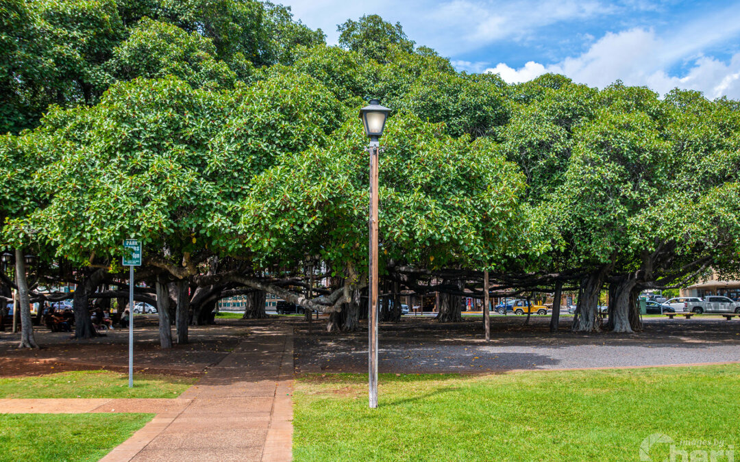 Whispers of Time: Banyan Tree Artwork