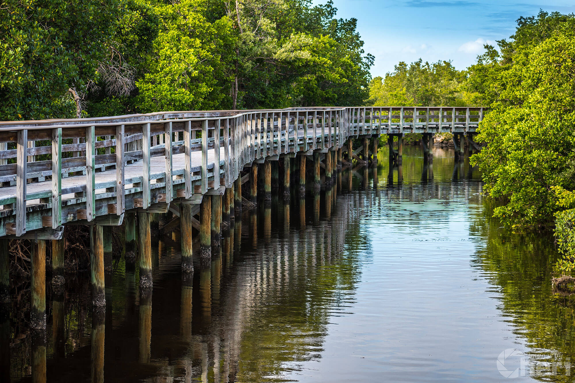 Whispers of the Mangrove: Boardwalk Bridge