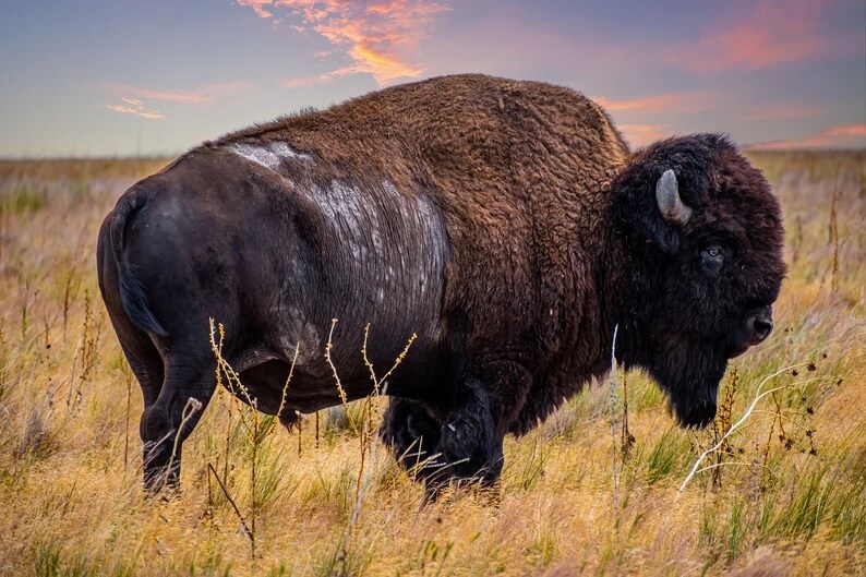 Wilderness Wonders: Bison Wildlife