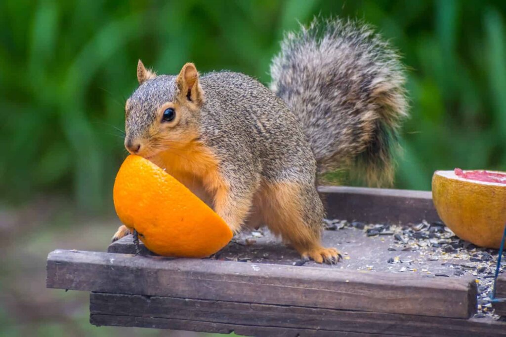 Discover 12 Smells that Attract Squirrels Like Magnets