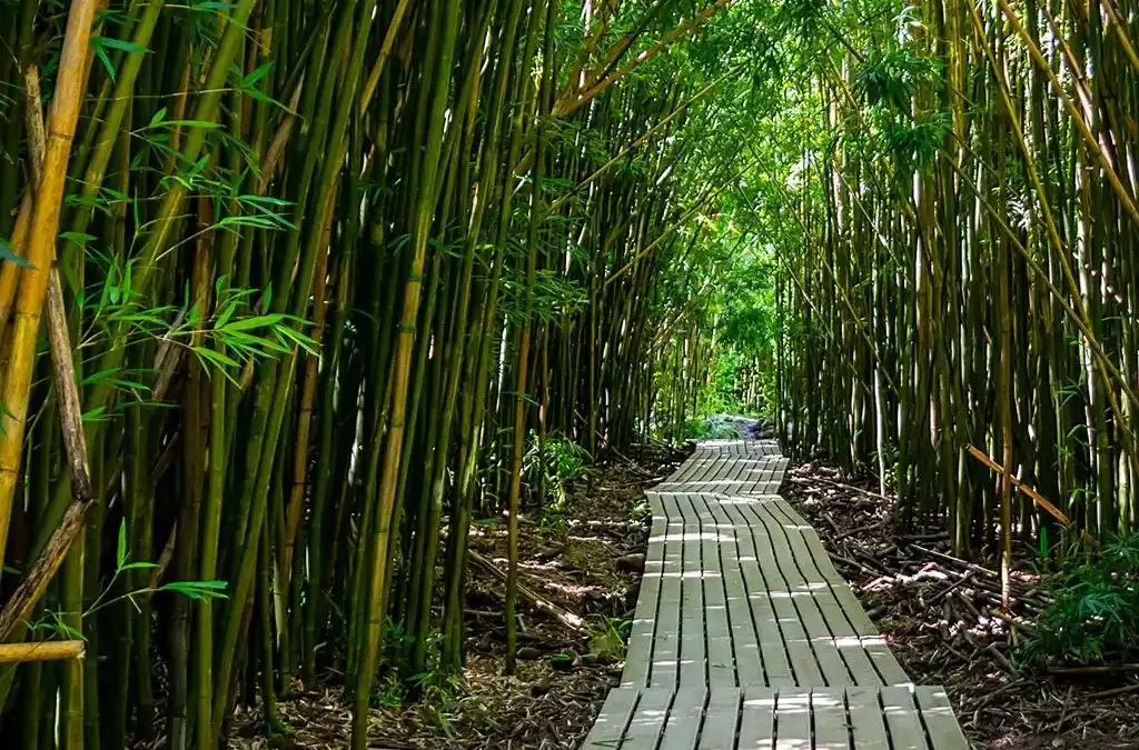 Bamboo Cathedrals: A Dramatic Walk Along Pipiwai Trail in Haleakala, Maui, Hawaii