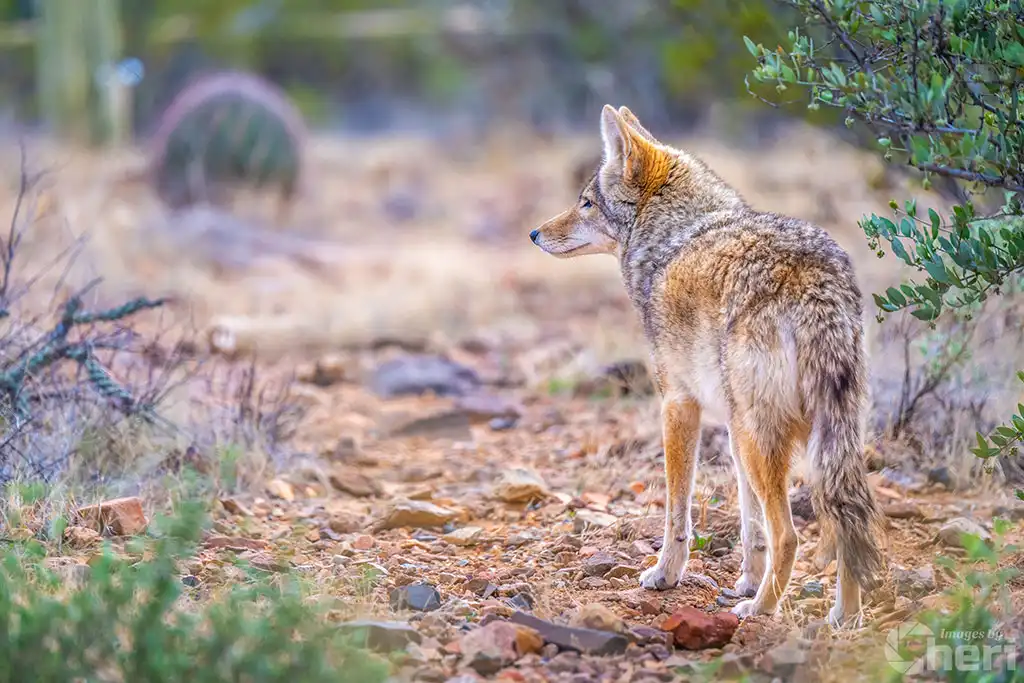 Elusive Desert Nomad: Coyote at the Sonoran Desert Elusive Desert Nomad: Coyote at the Sonoran Desert