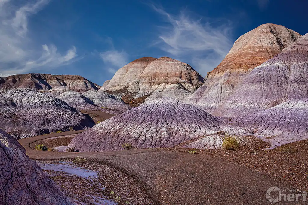 Nature’s Ancient Relics: Petrified Forest