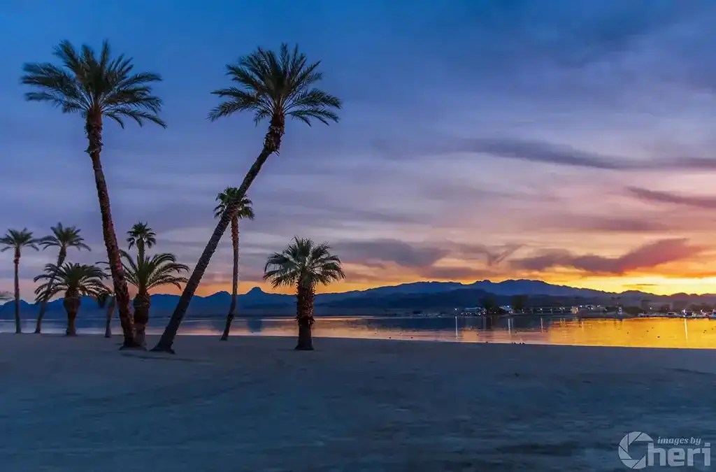 Serene Palm Scenery: Palm Trees at the Lake Havasu Rotary Park