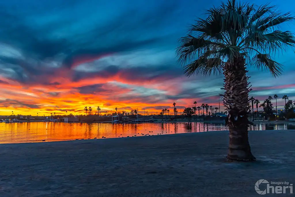 Tranquil Waterfront: Palm Trees at the Lake Havasu Rotary Beach