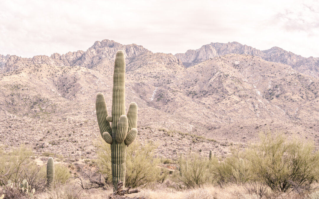 Eternal Desert Solitude: Saguaro Cactus