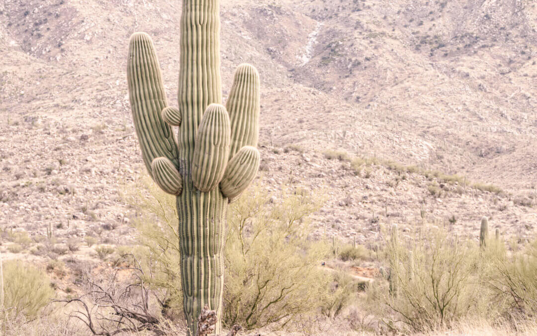 Sculpted Echoes of Nature: Saguaro Cactus