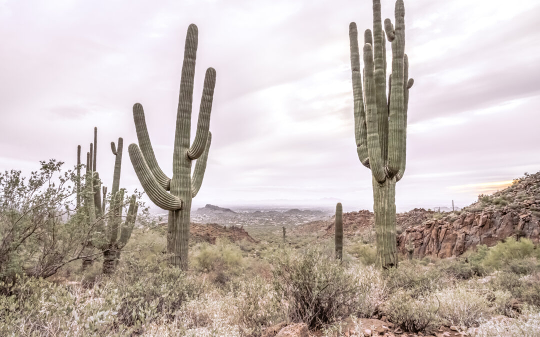 Gold Canyon Wonder: Saguaro Cactus