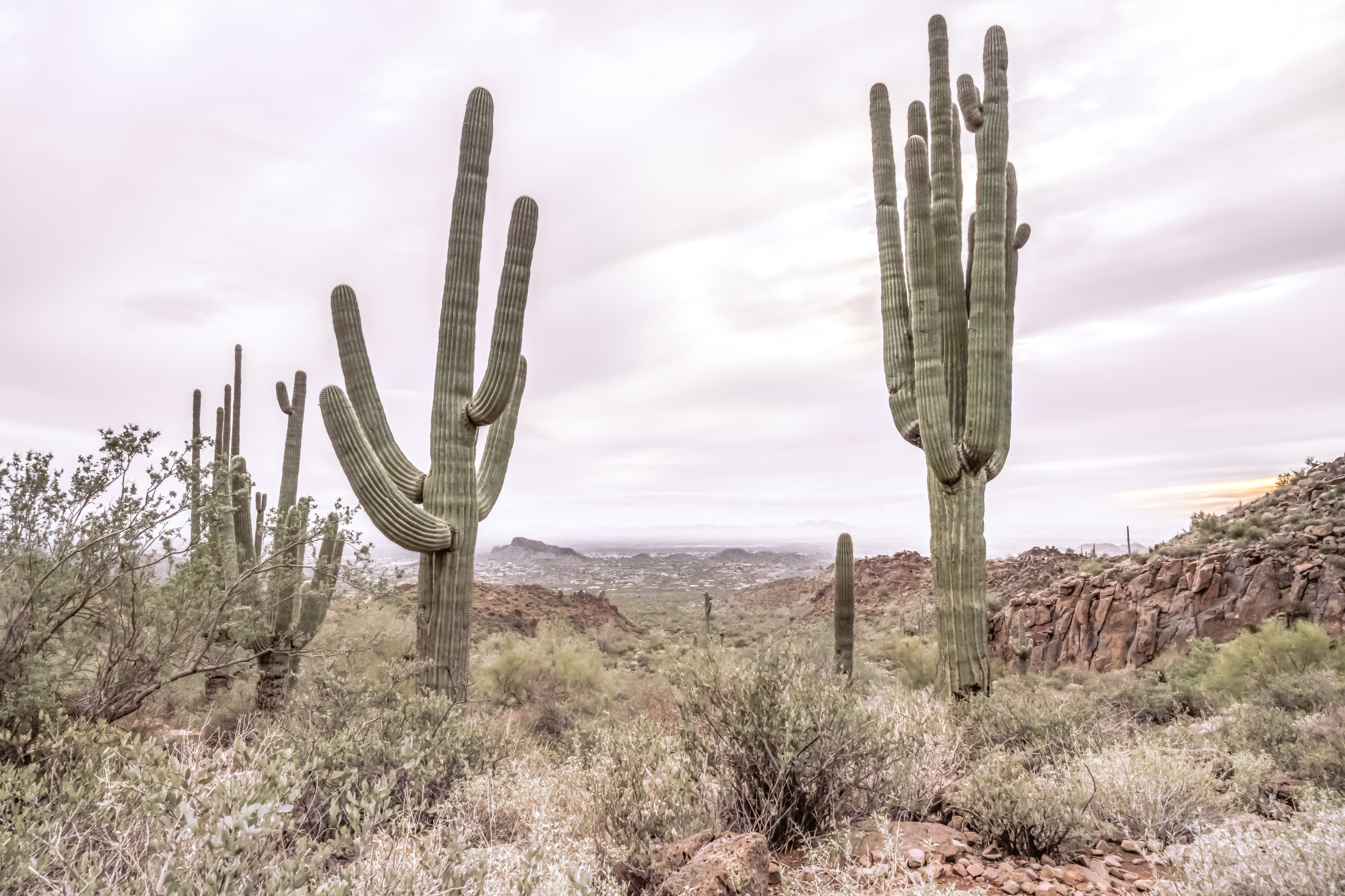 Gold Canyon Wonder: Saguaro Cactus Gold Canyon Wonder: Saguaro Cactus