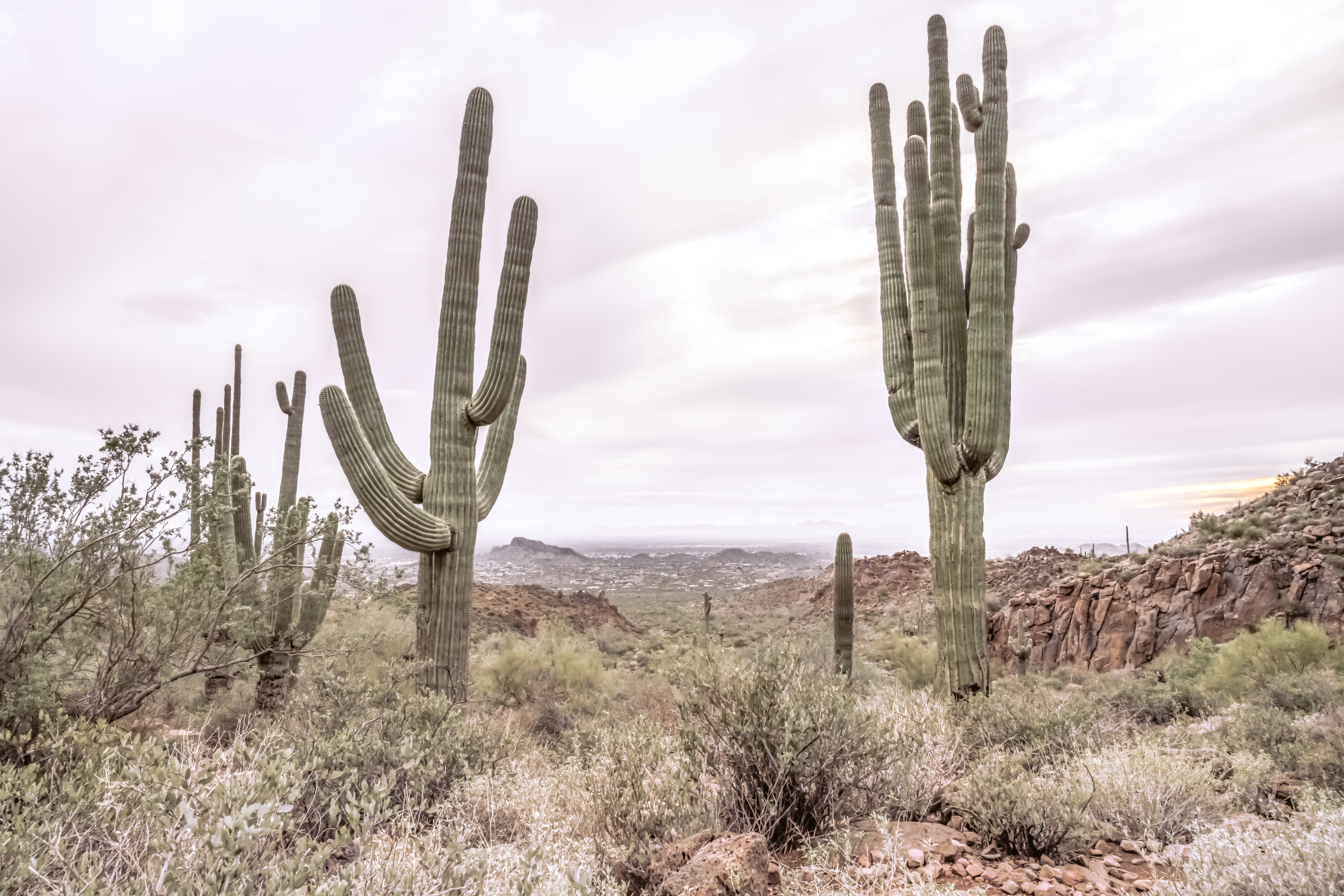 Gold Canyon Wonder: Saguaro Cactus