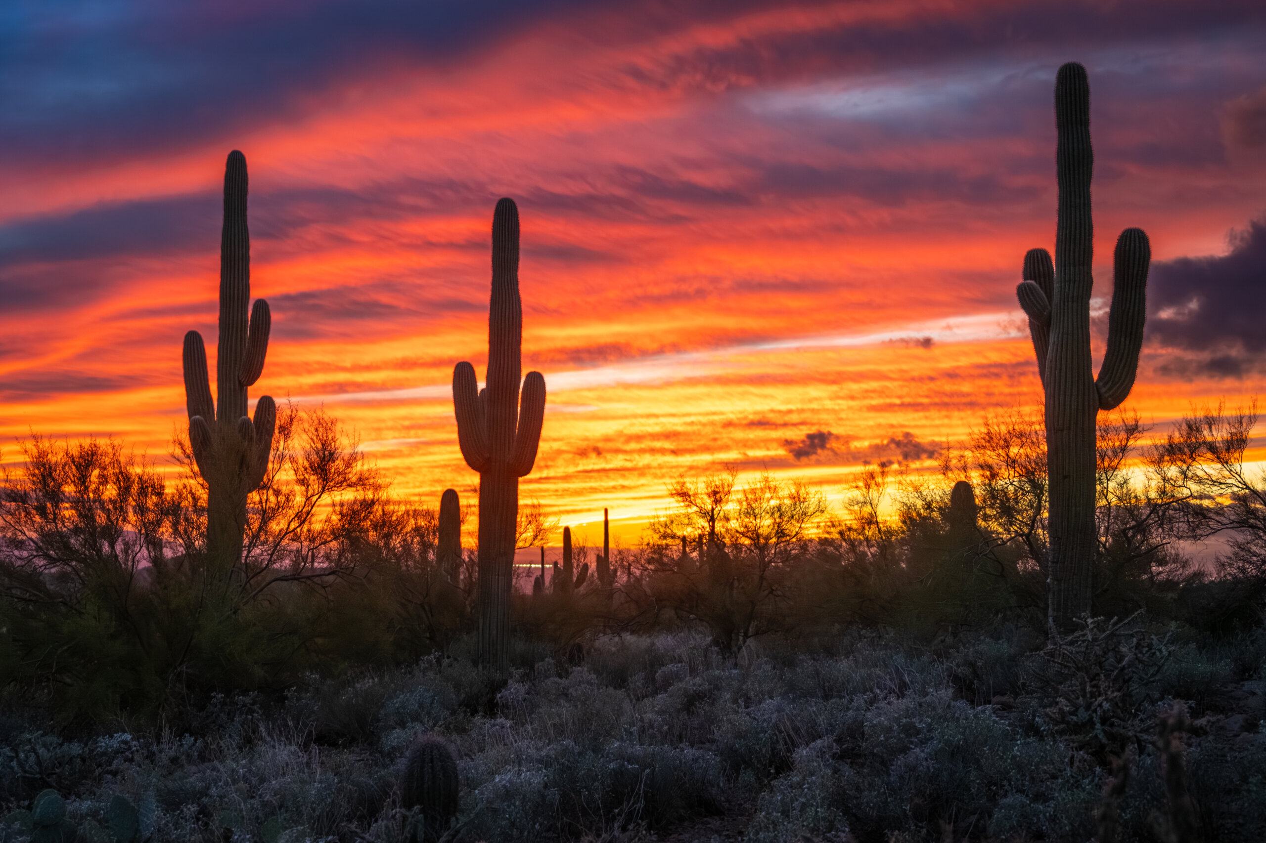 Dazzling Desert Sunset: Saguaro Cactus
