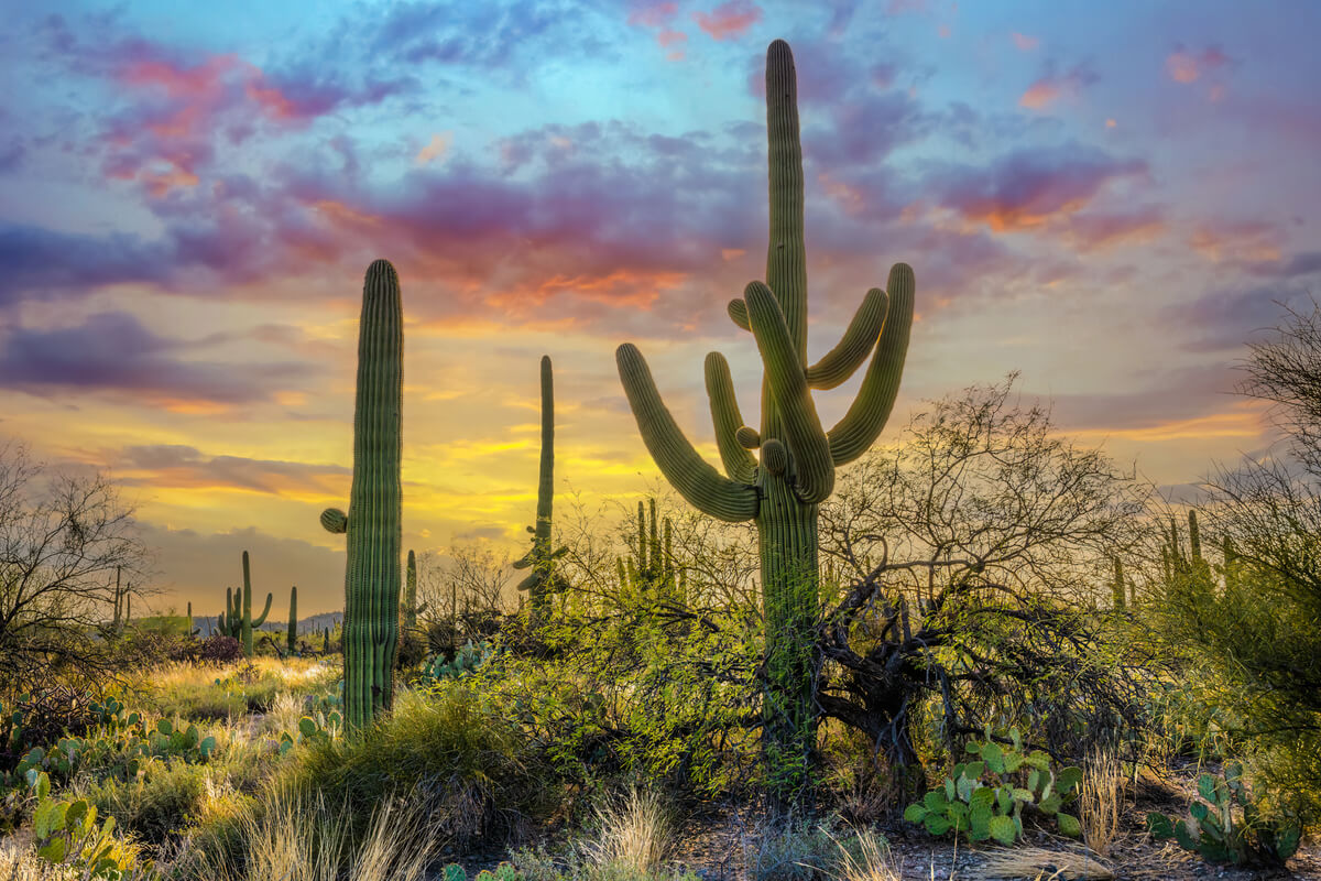 Giants of the Desert: Carnegia Gigantea