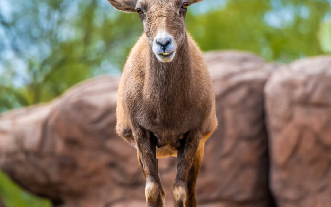 Resilient Horned Wanderer: Bighorn Sheep at the Sonoran Desert