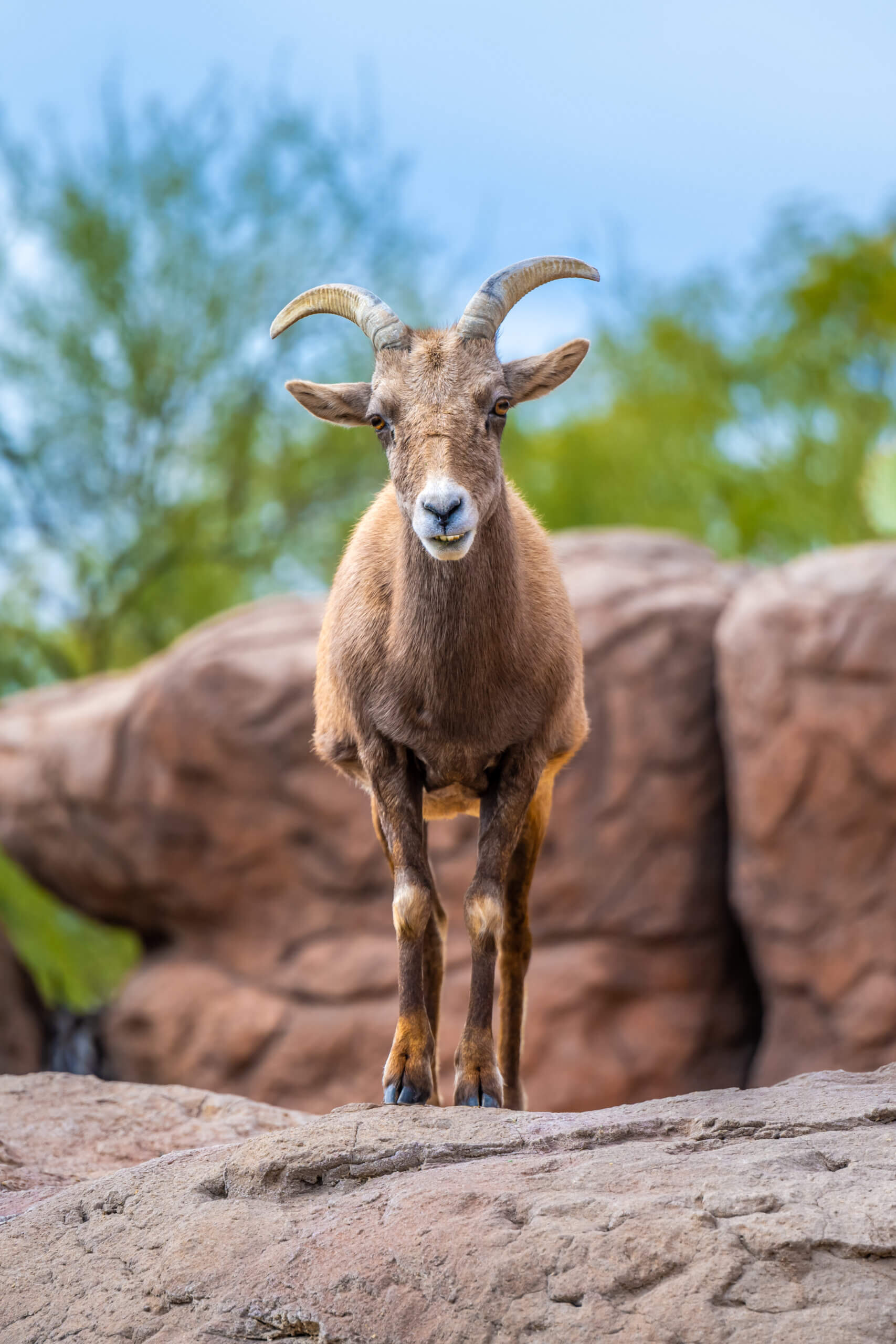 Resilient Horned Wanderer: Bighorn Sheep at the Sonoran Desert