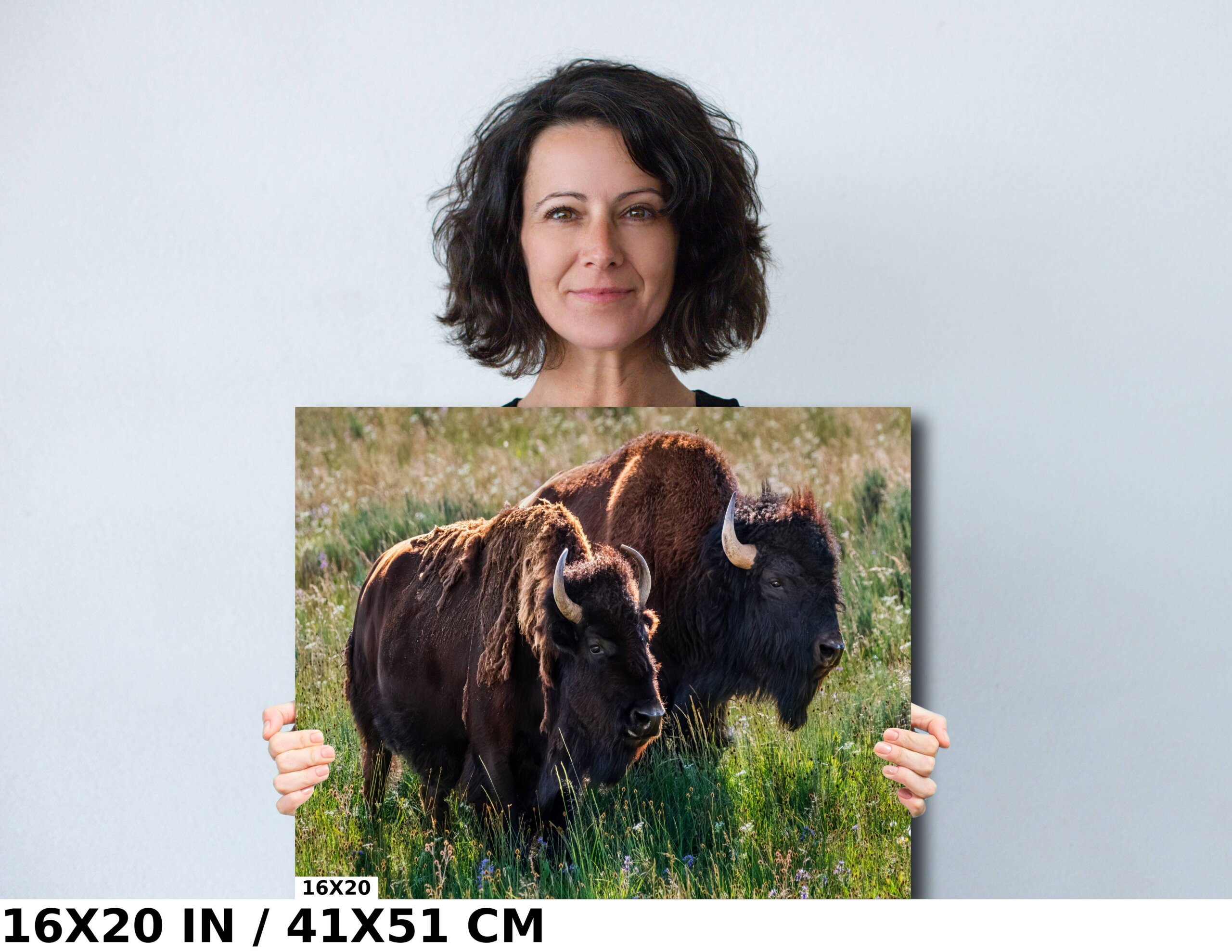 American Buffalo Romance: Male and Female Bison Courting in Yellowstone Diagram