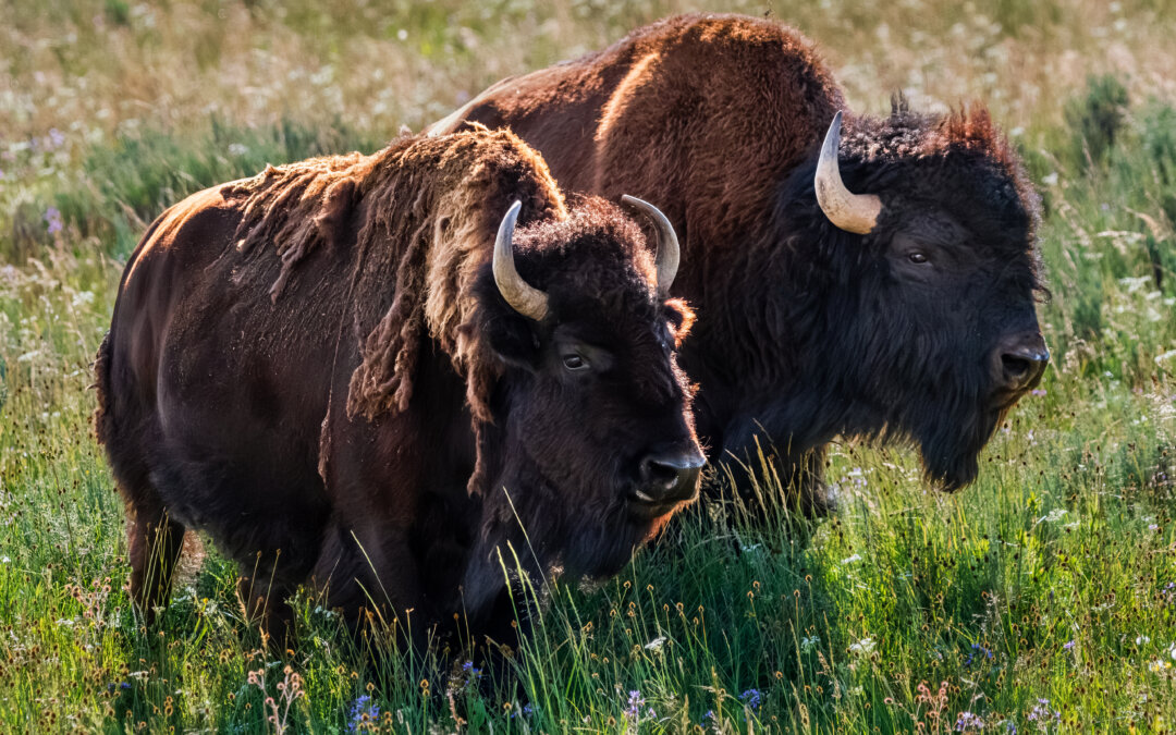 American Buffalo Romance: Male and Female Bison Courting in Yellowstone