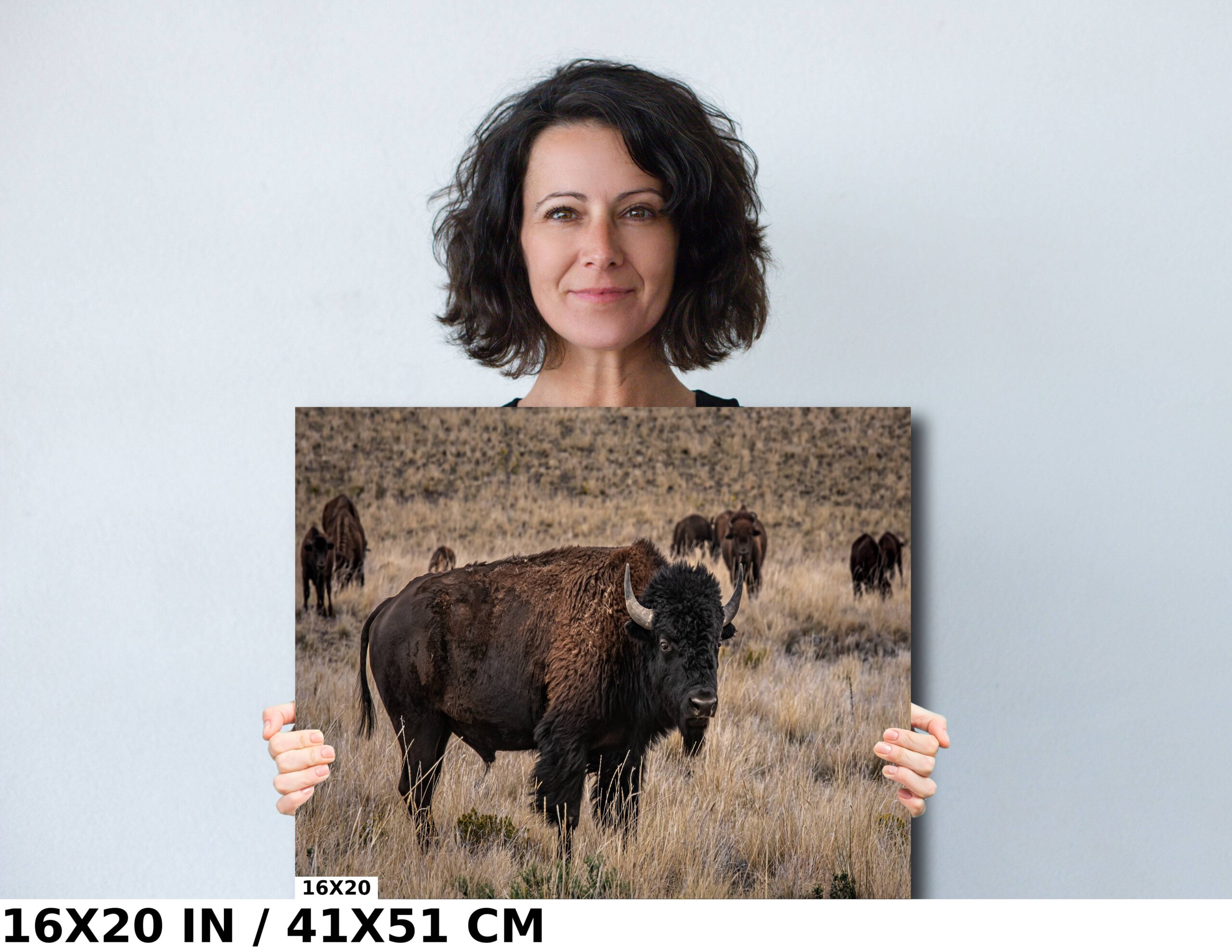 Bison Happy Hour: American Buffalo Herd Utah Diagram