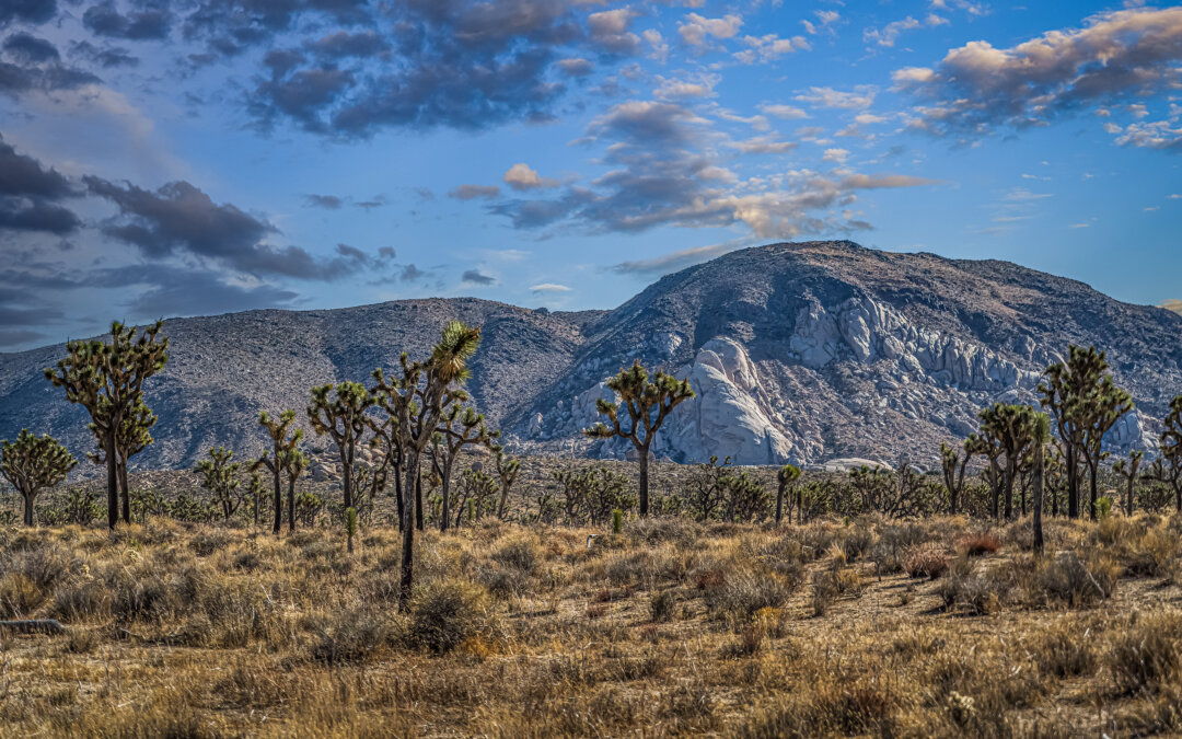 Pectacular Scale: Joshua Trees and the Giant Rock