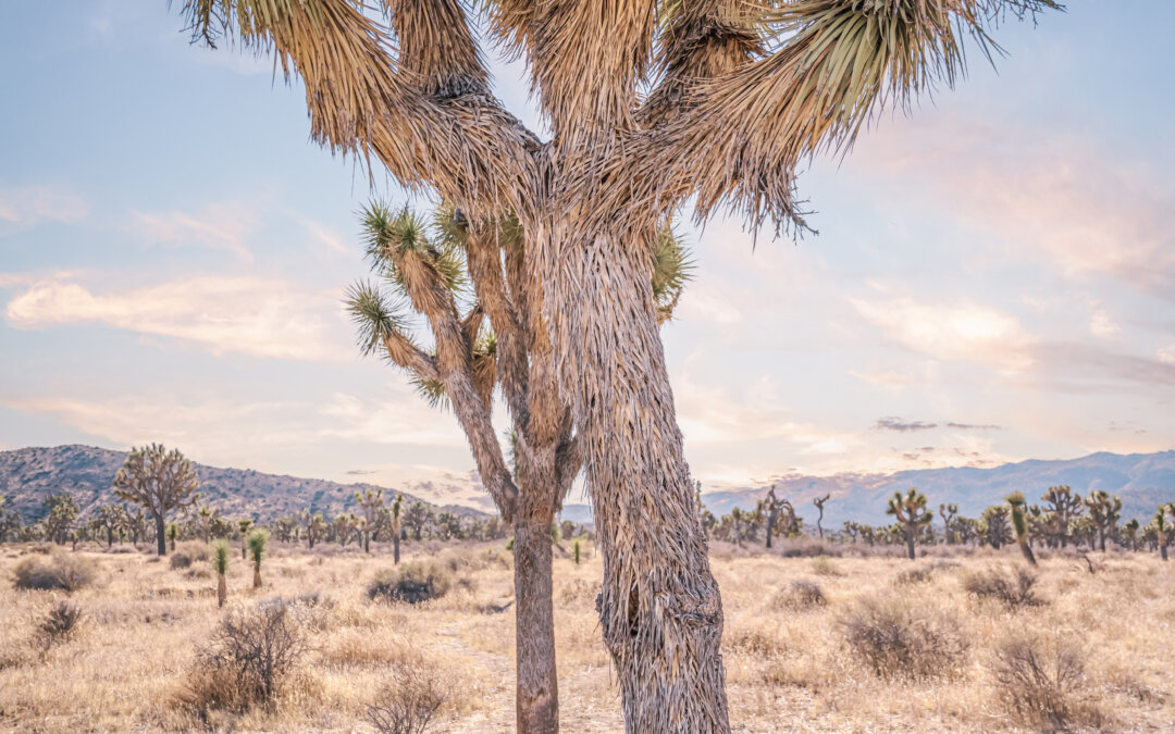 In the Shadow of Giants: Capturing Joshua Tree