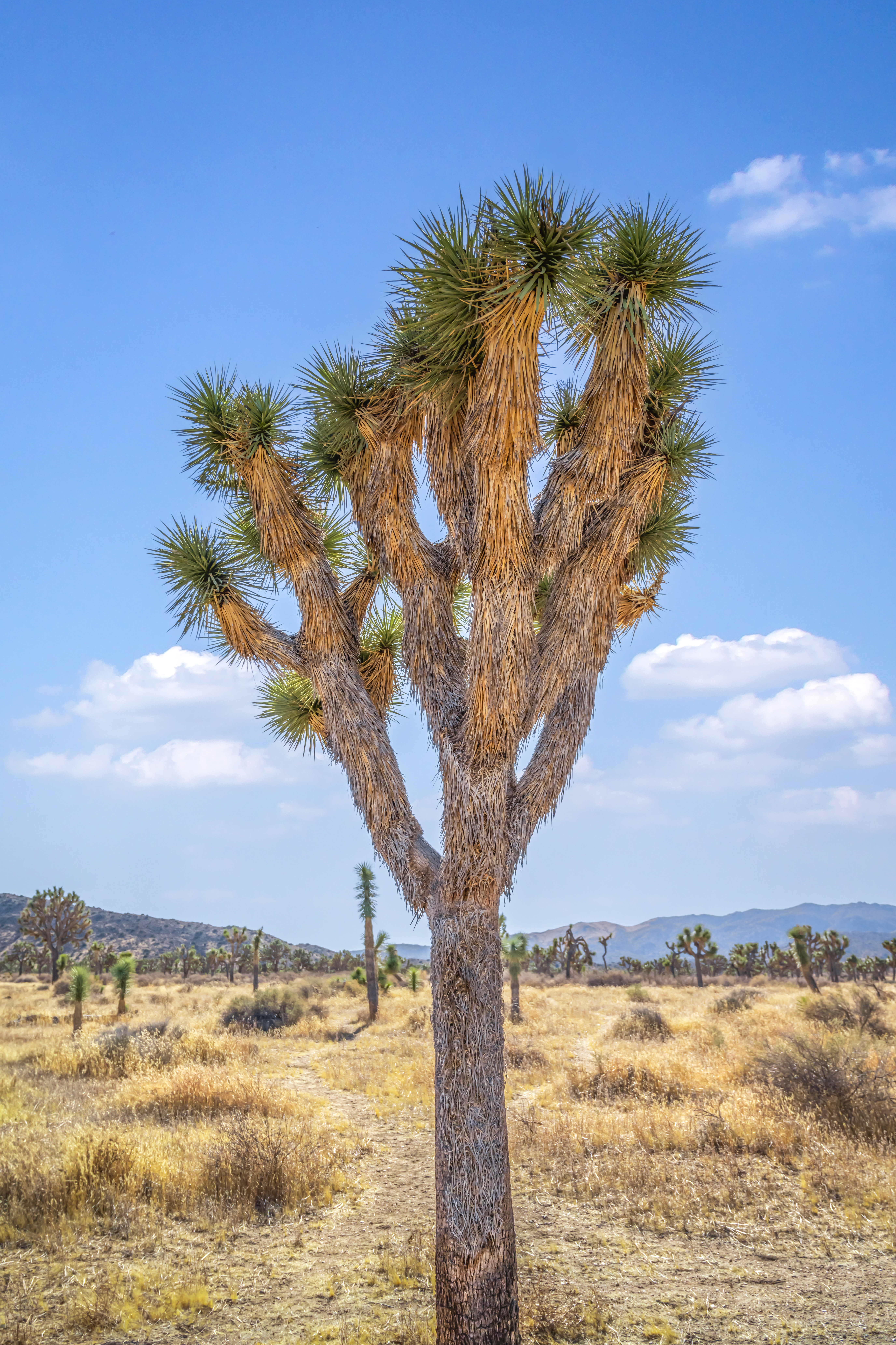 Magic in the Mojave: Joshua Tree National Park