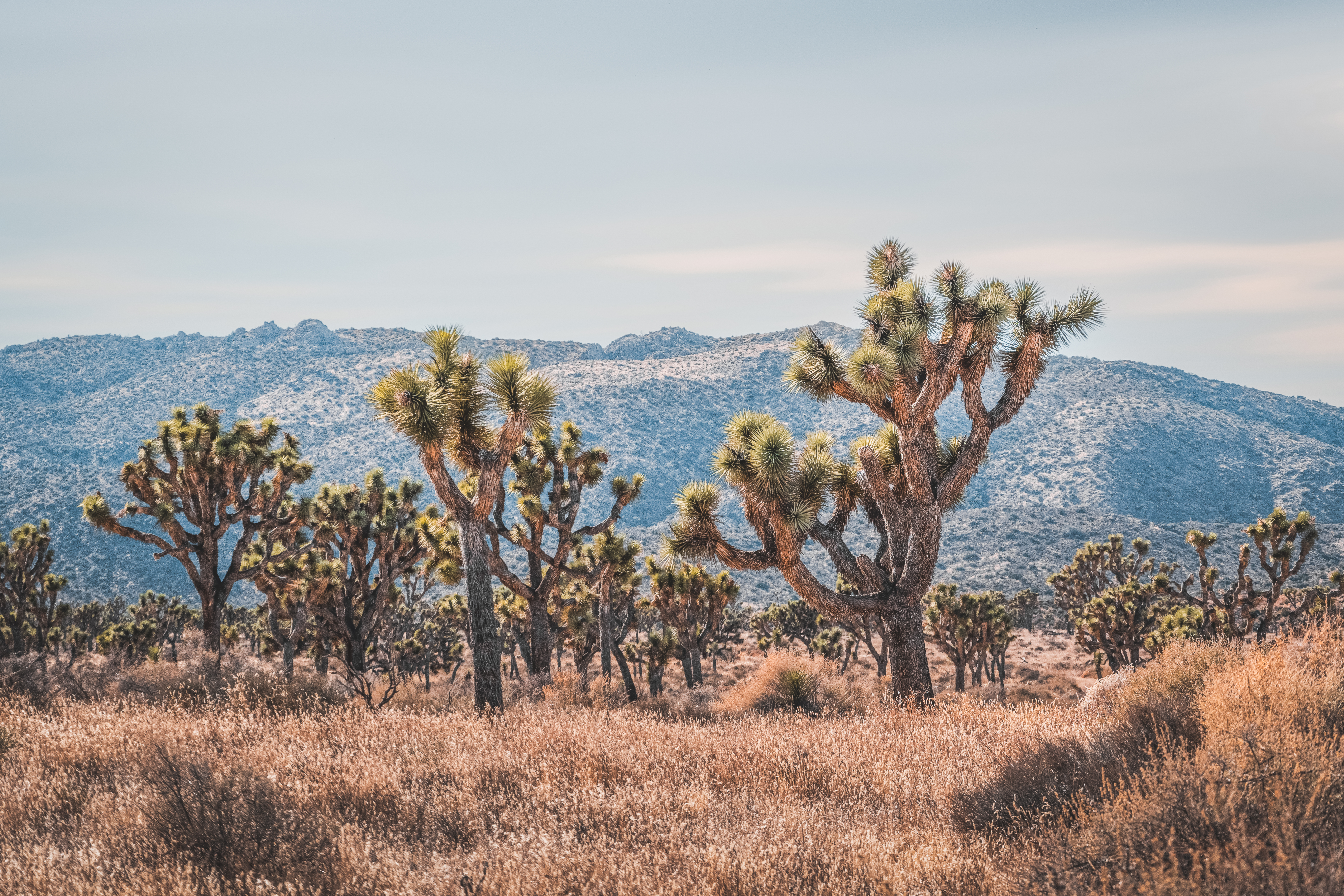 Scale of Wonder: Joshua Trees and Grand Rock Formation