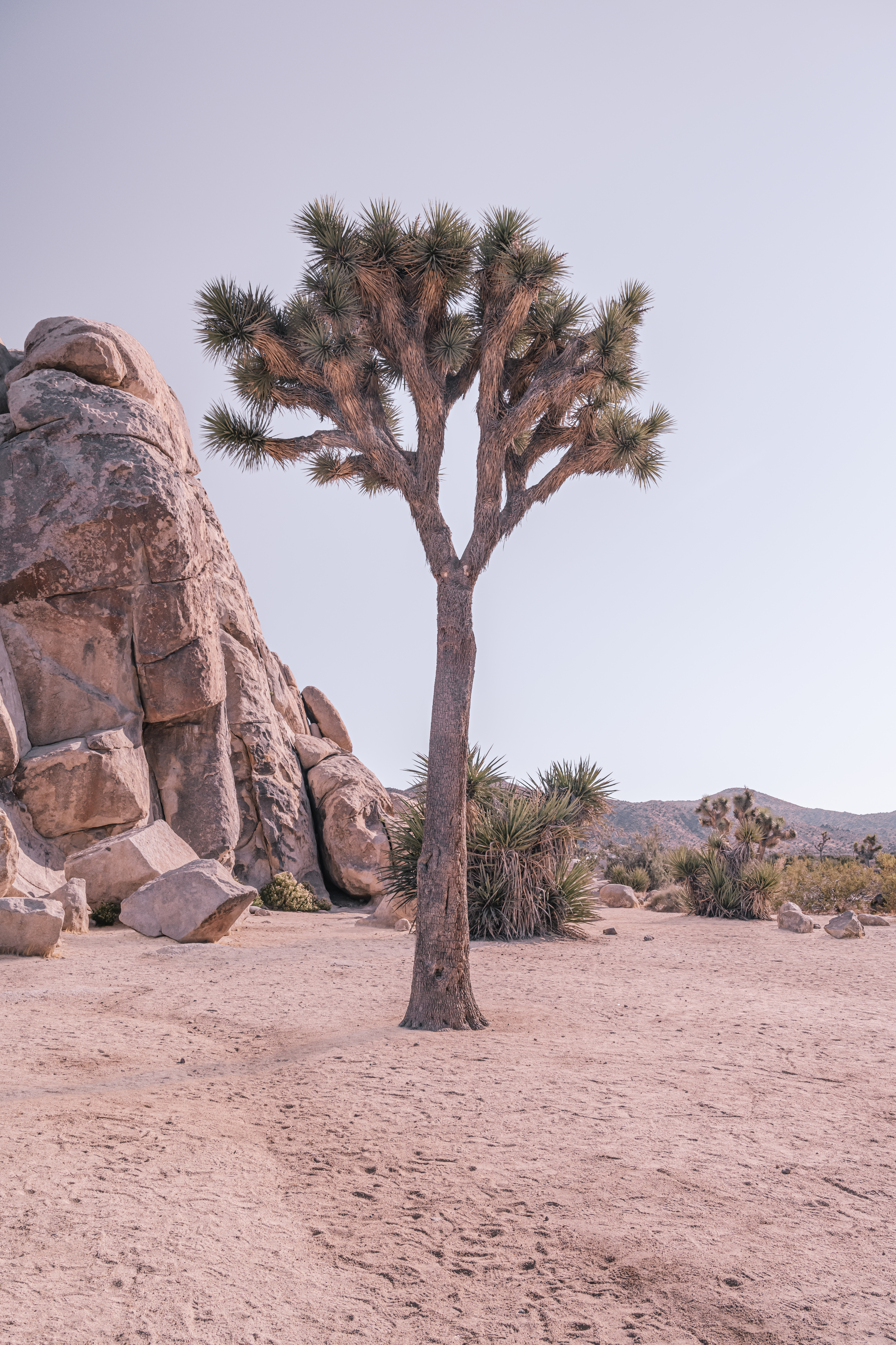 Desert Titans: Joshua Tree Rock Formation