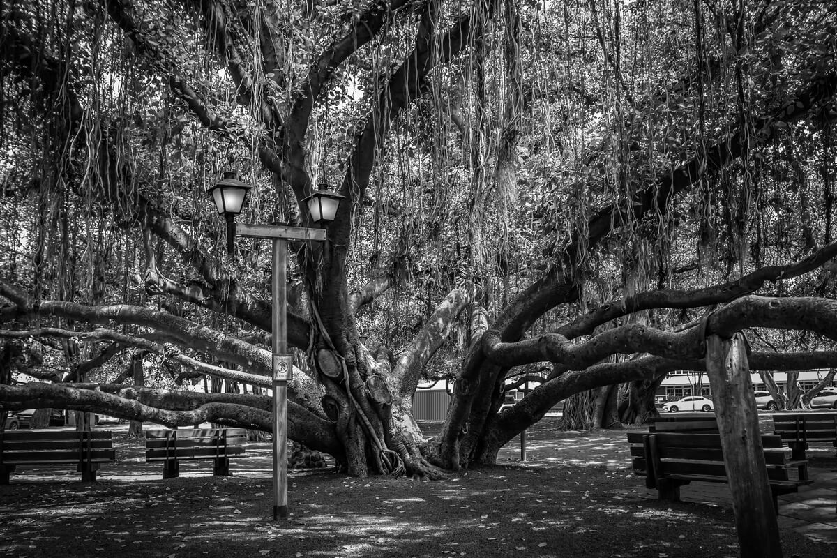 Shade of Serenity: Lahaina Banyan Tree Black and White