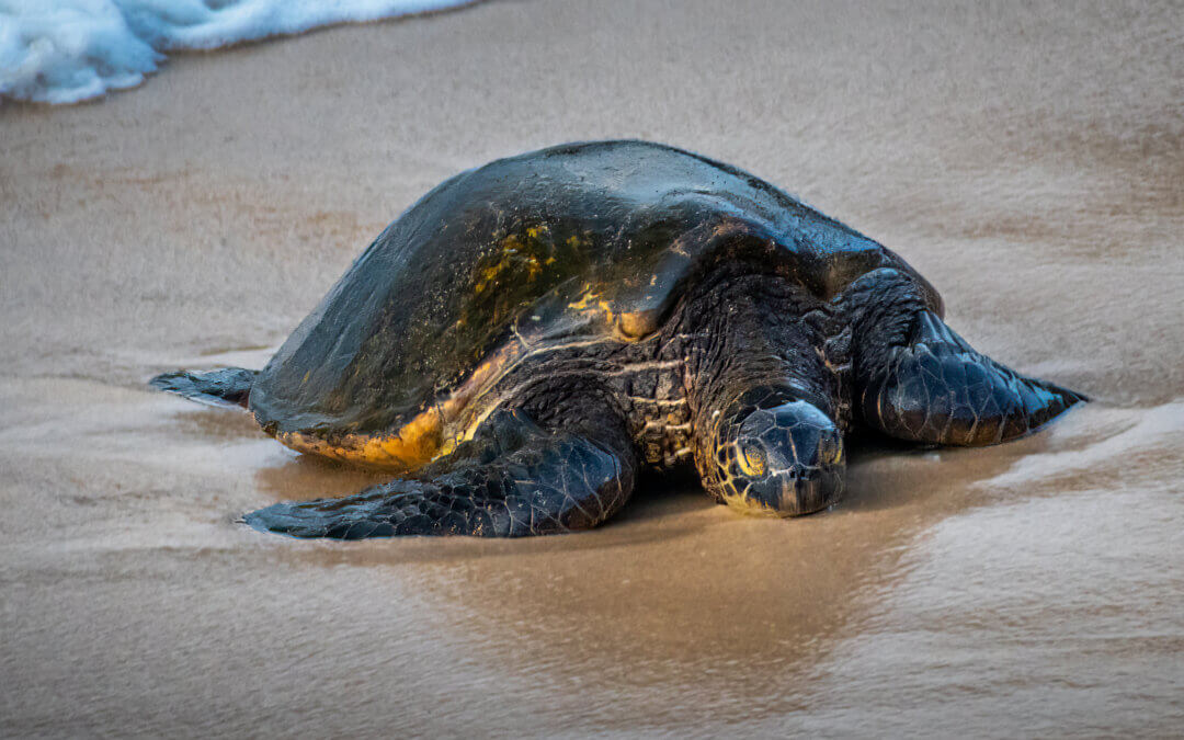 Turtle Treasures of Hawaii