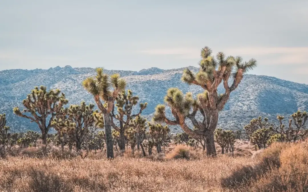 Scale of Wonder: Joshua Trees and Grand Rock Formation