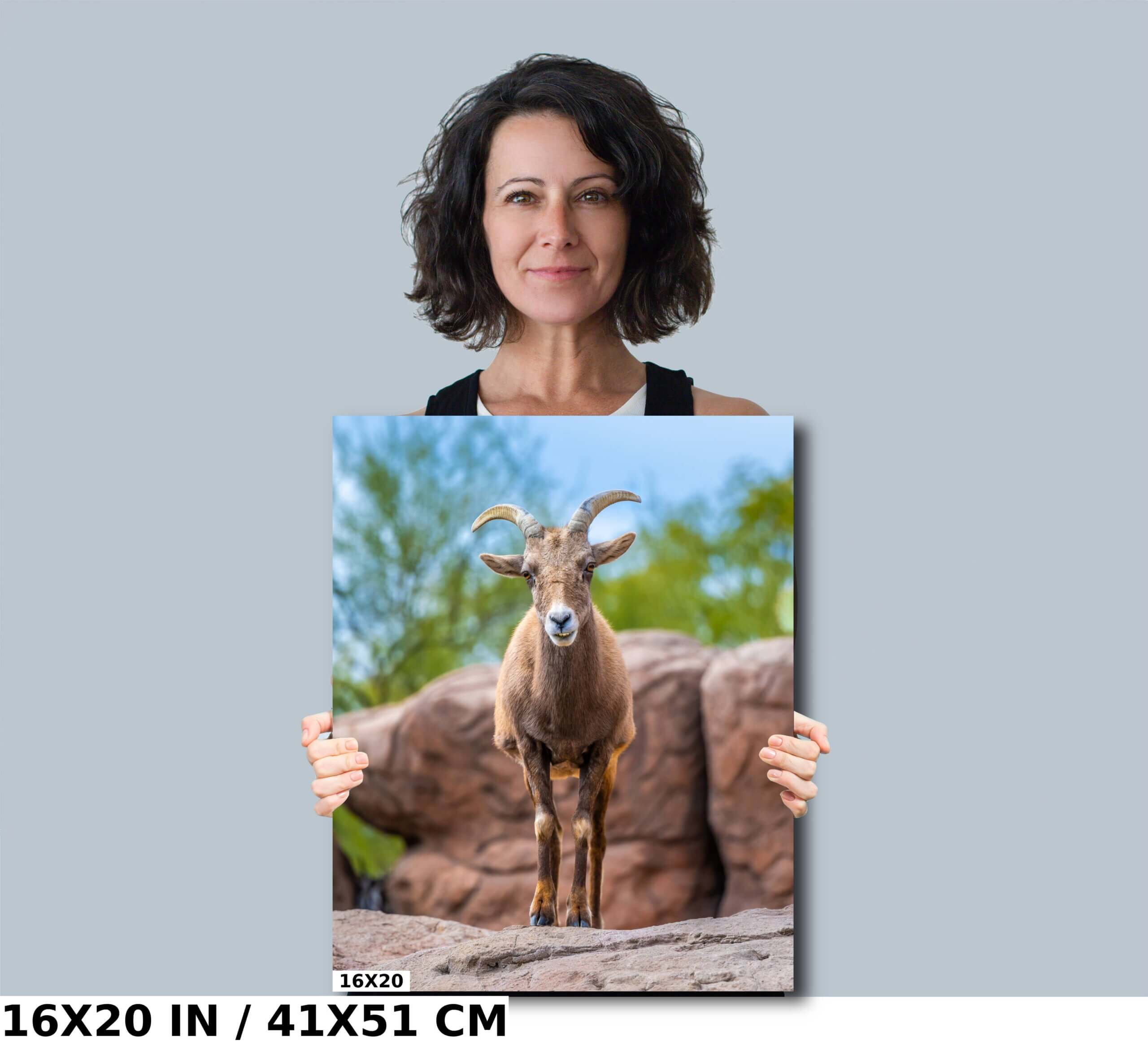 Resilient Horned Wanderer: Bighorn Sheep at the Sonoran Desert Diagram