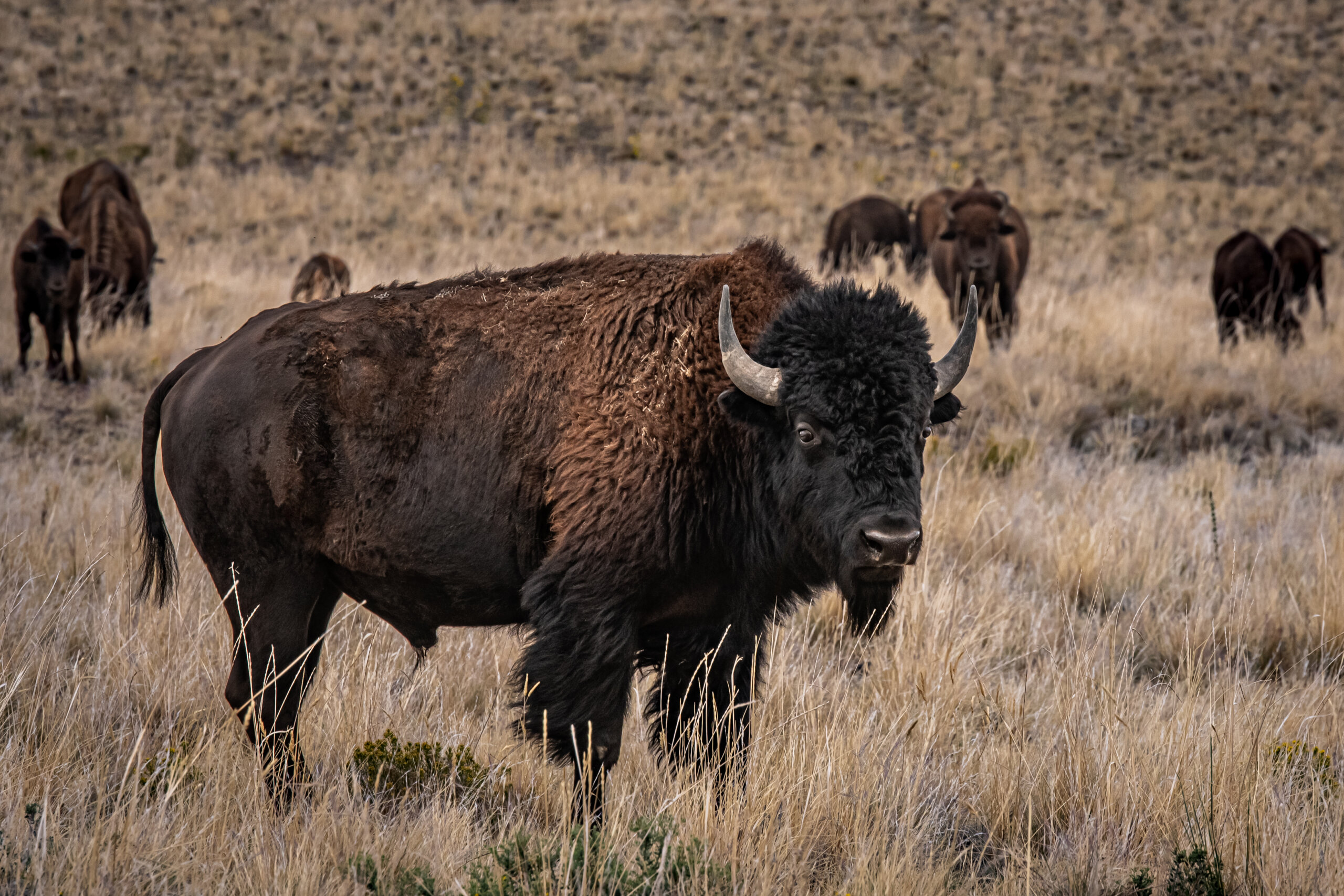 Bison Happy Hour: American Buffalo Herd Utah